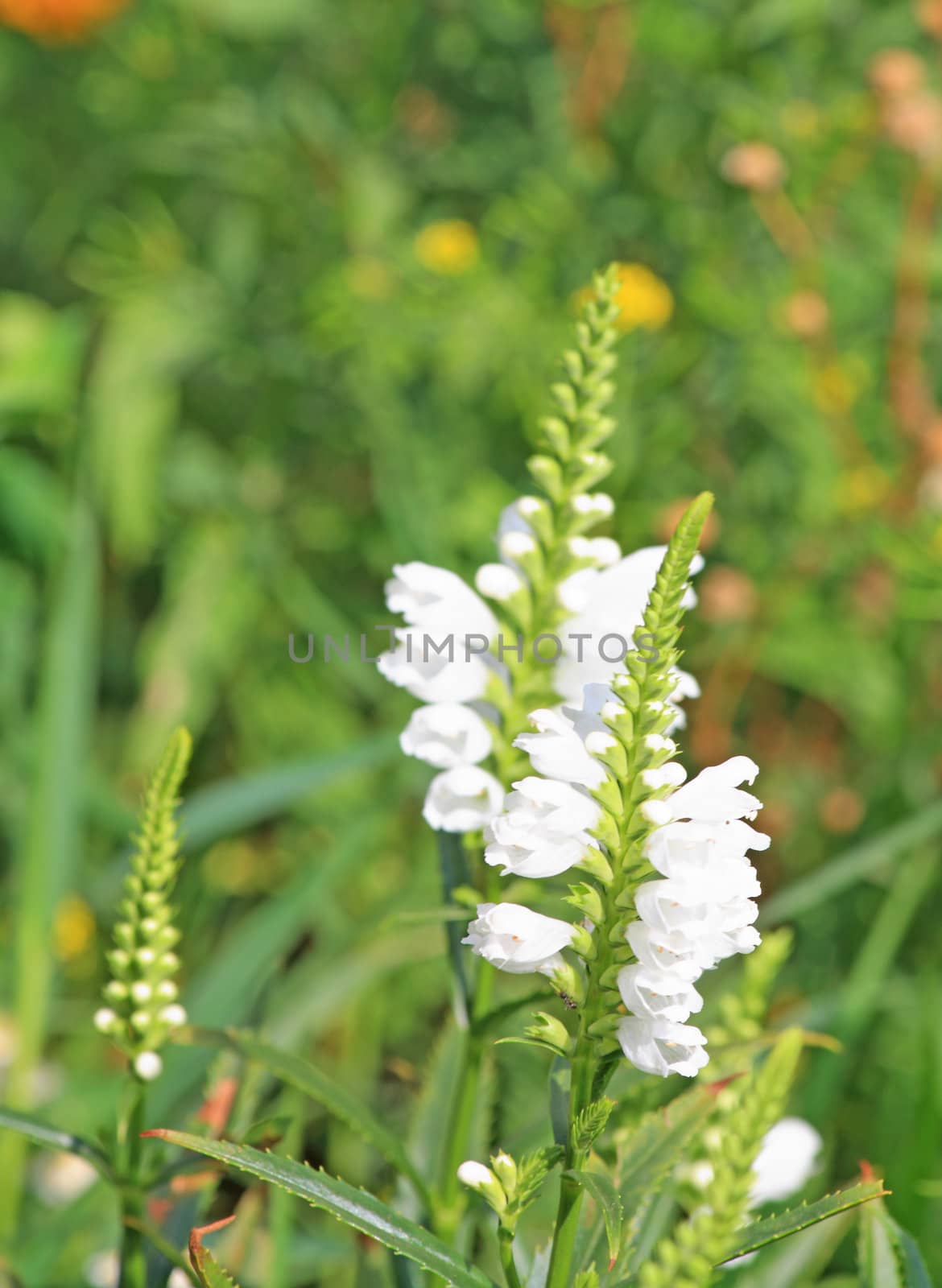 Close up of the white lupinus flower