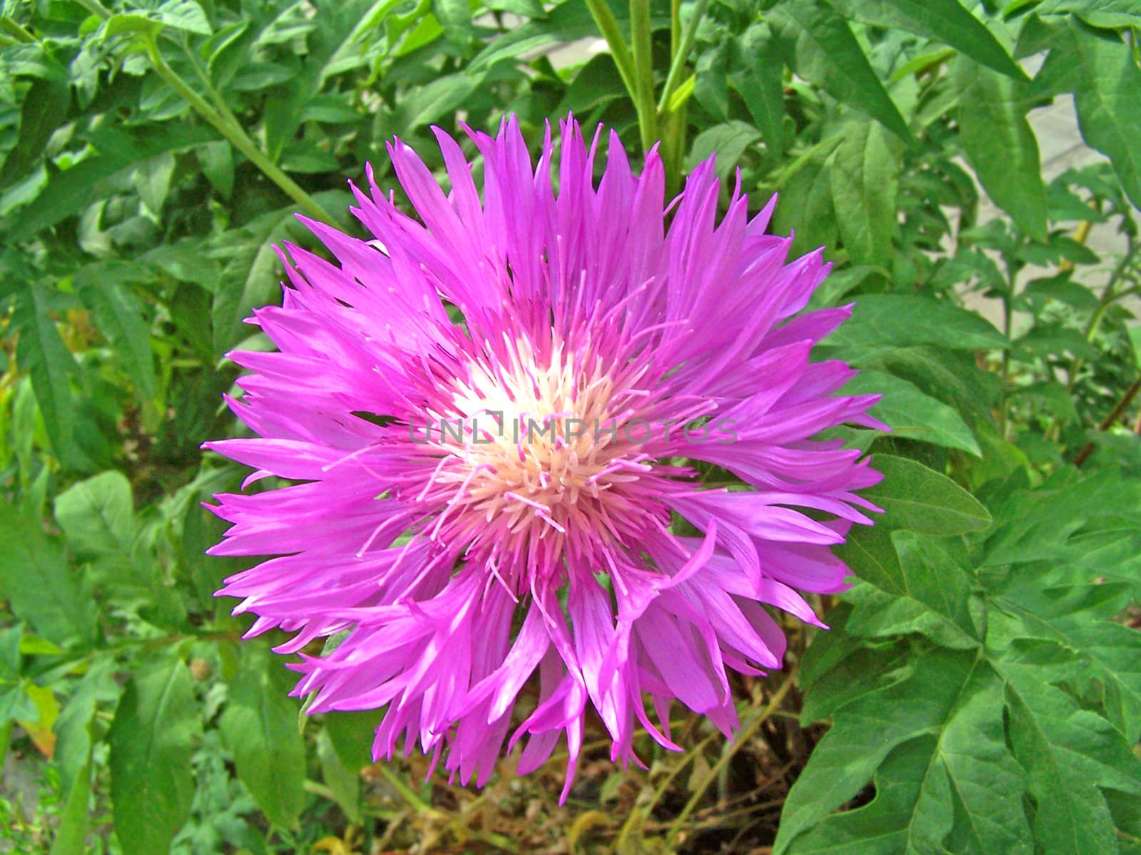 Close up of the big purple cornflower