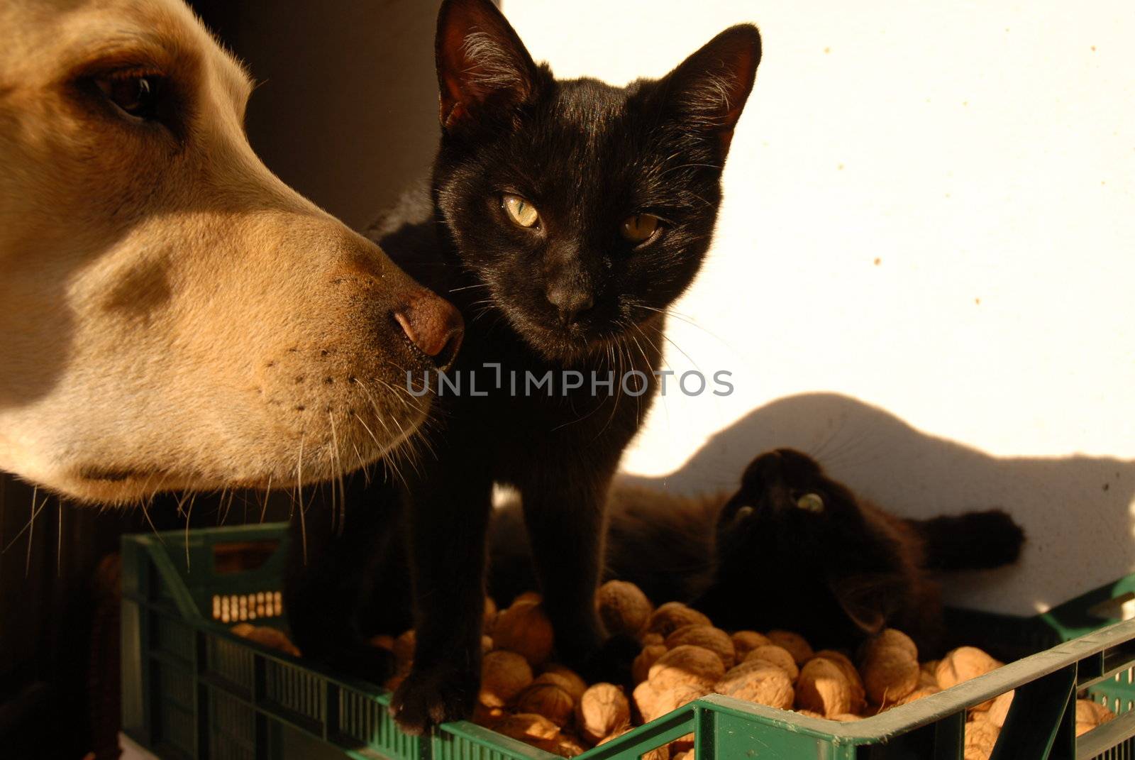 Black cats and dog in walnuts