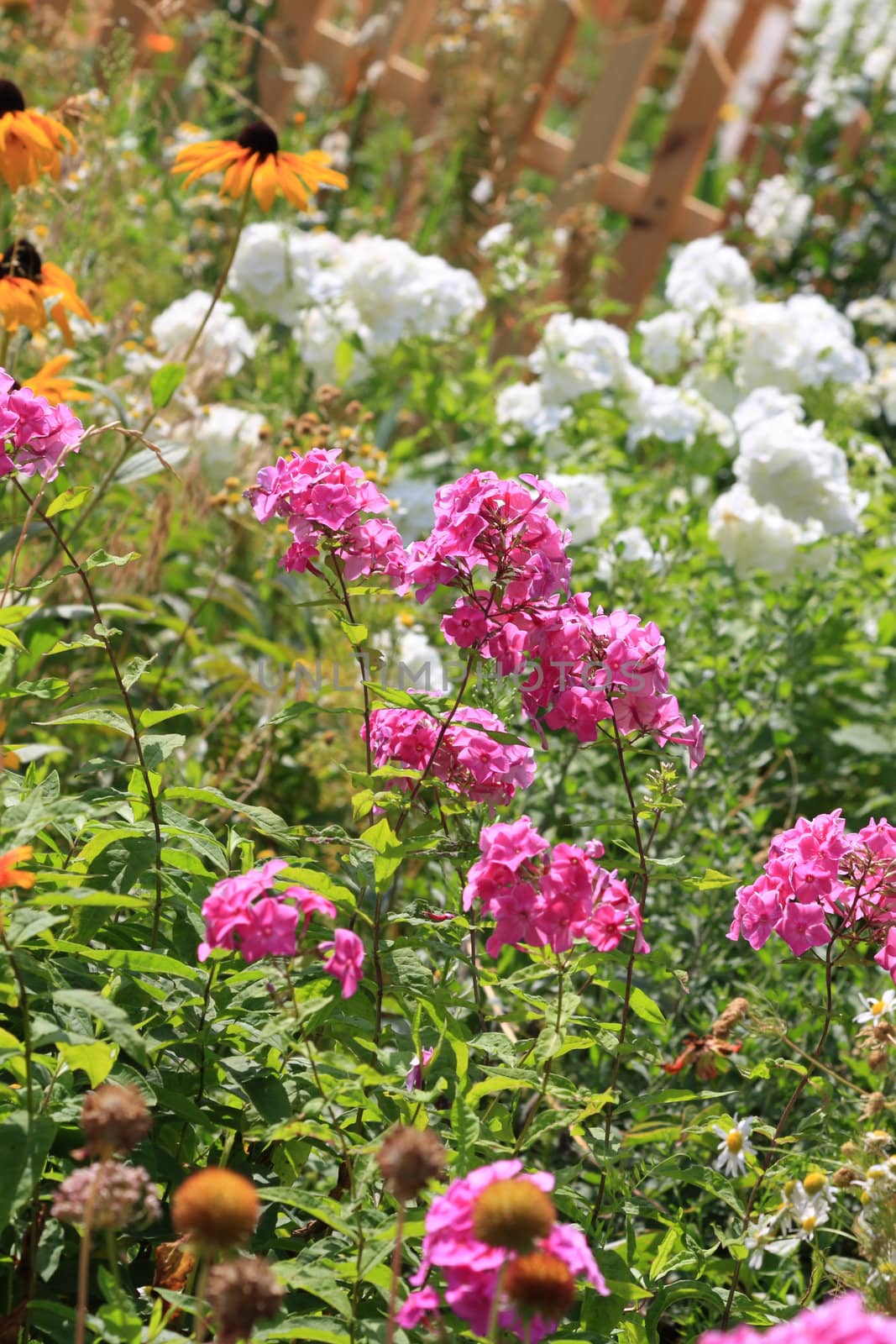 Pink phloxes in the summer garden