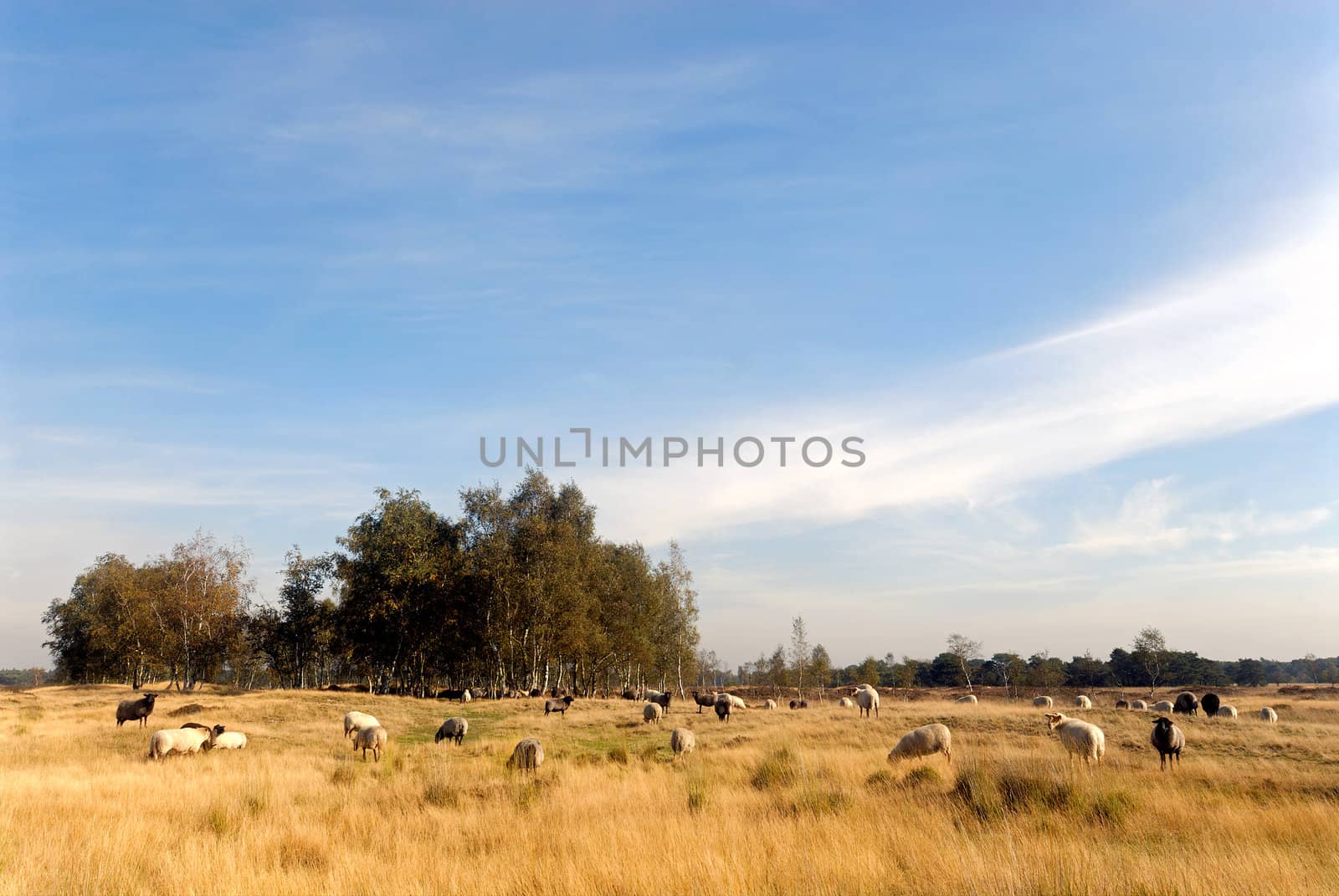 sheep herding on yellow and brown heathland 