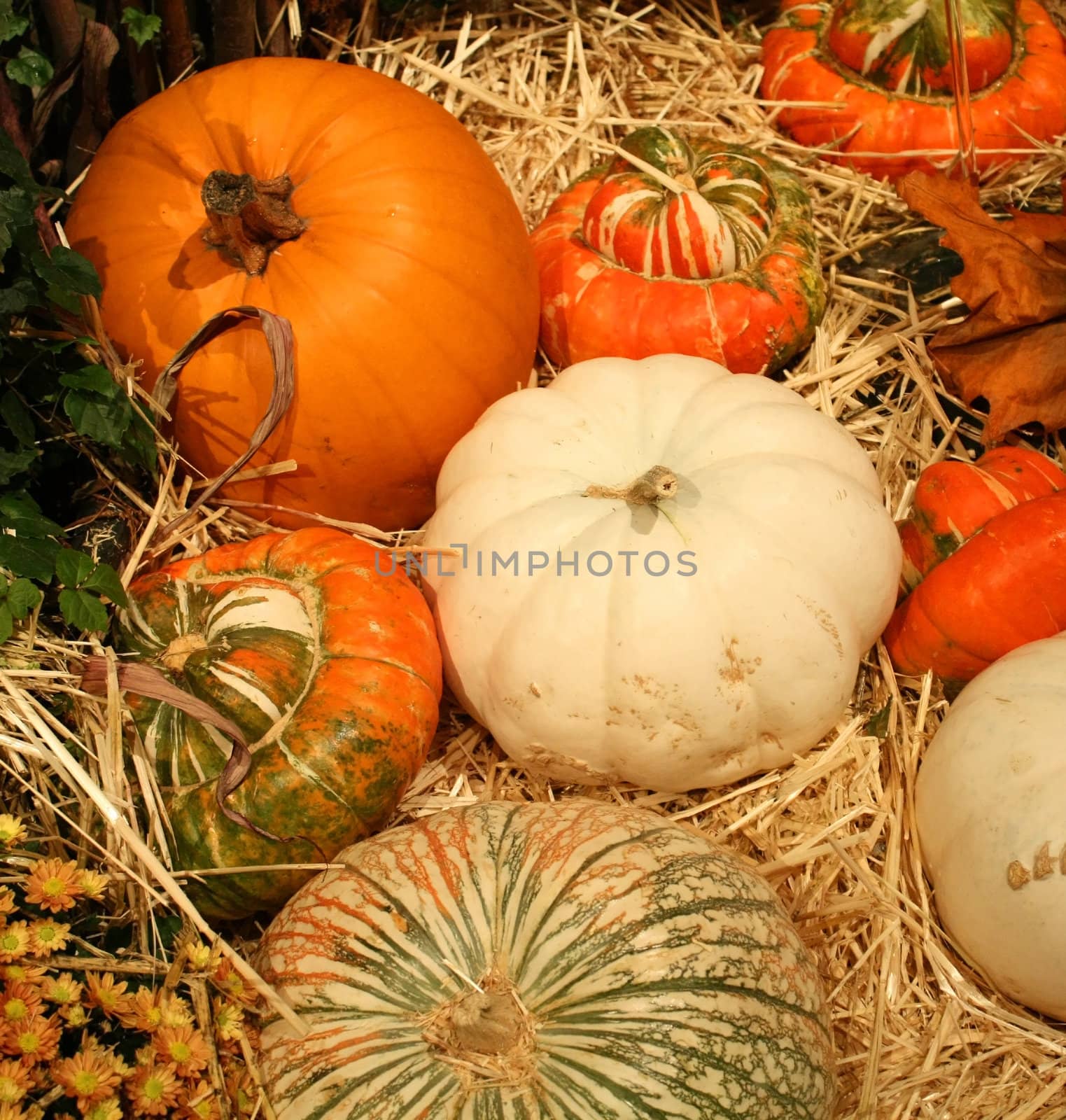 A view of fall / autumn vegetables and plants.

