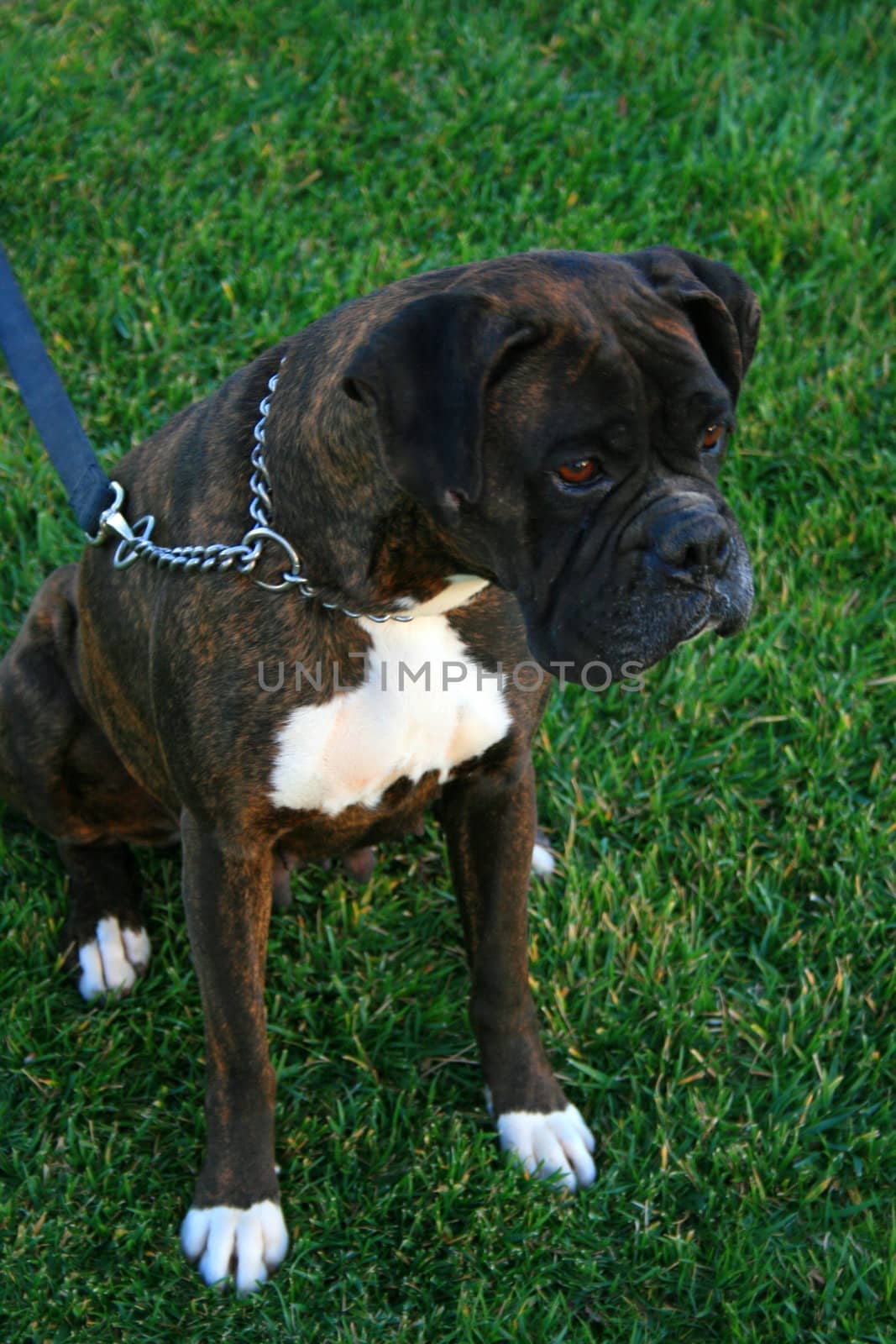 Black boxer dog sitting in a playground.
