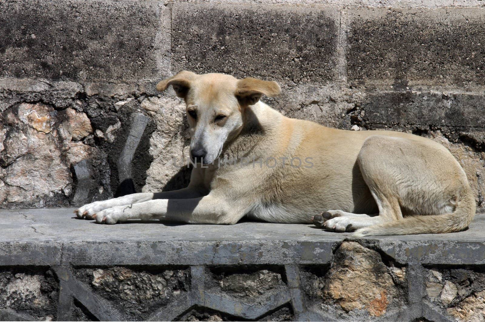 Dog lying on the street in San Cristobal