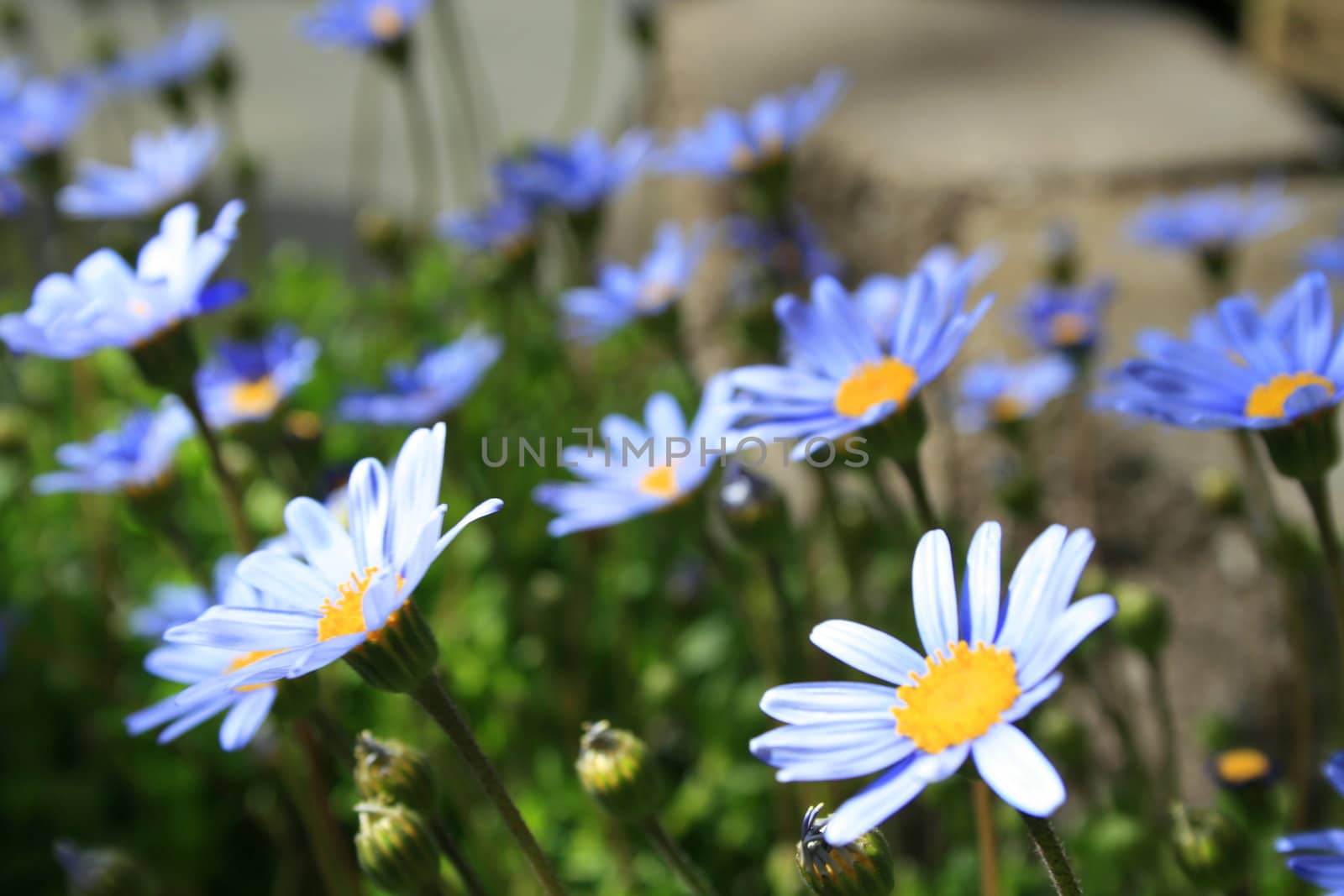 Close up of the blue marguerite flowers.
