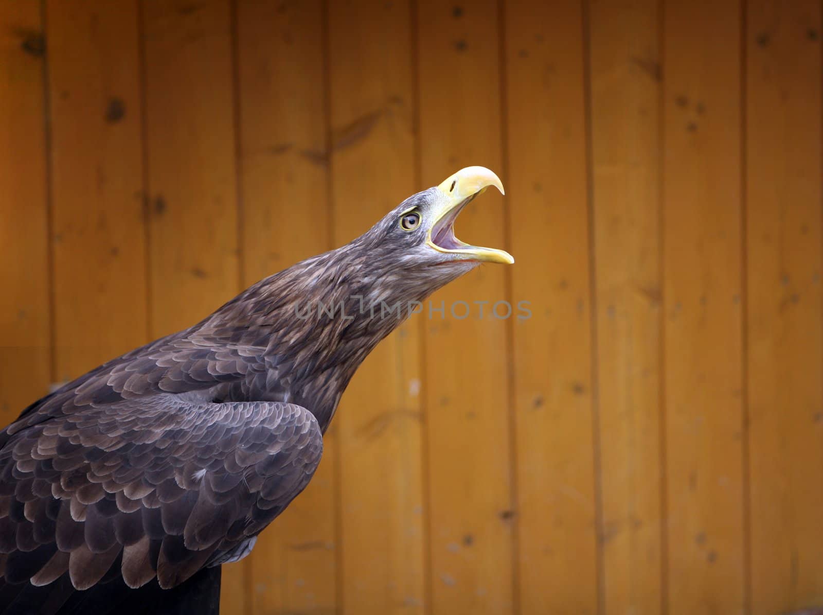 Eagle in the ZOO