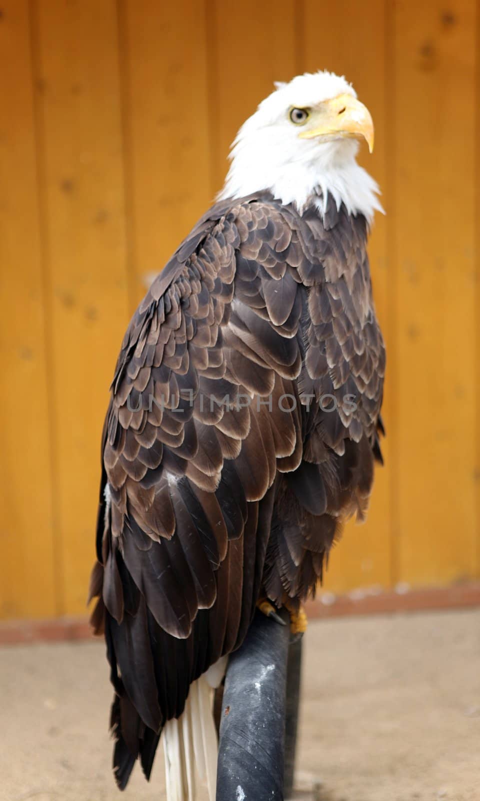 American bald eagle in the ZOO