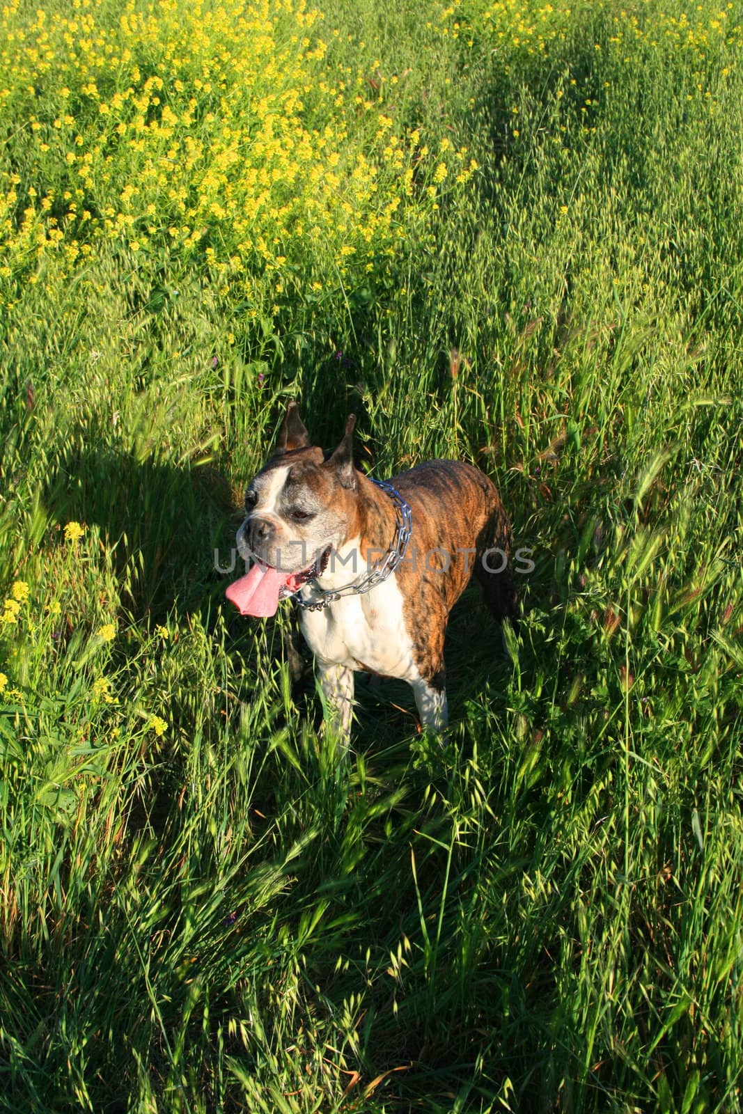 Close up of a boxer dog.
