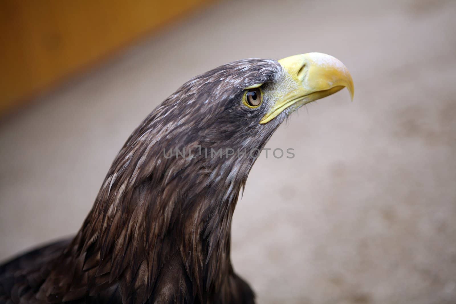 Eagle in the ZOO