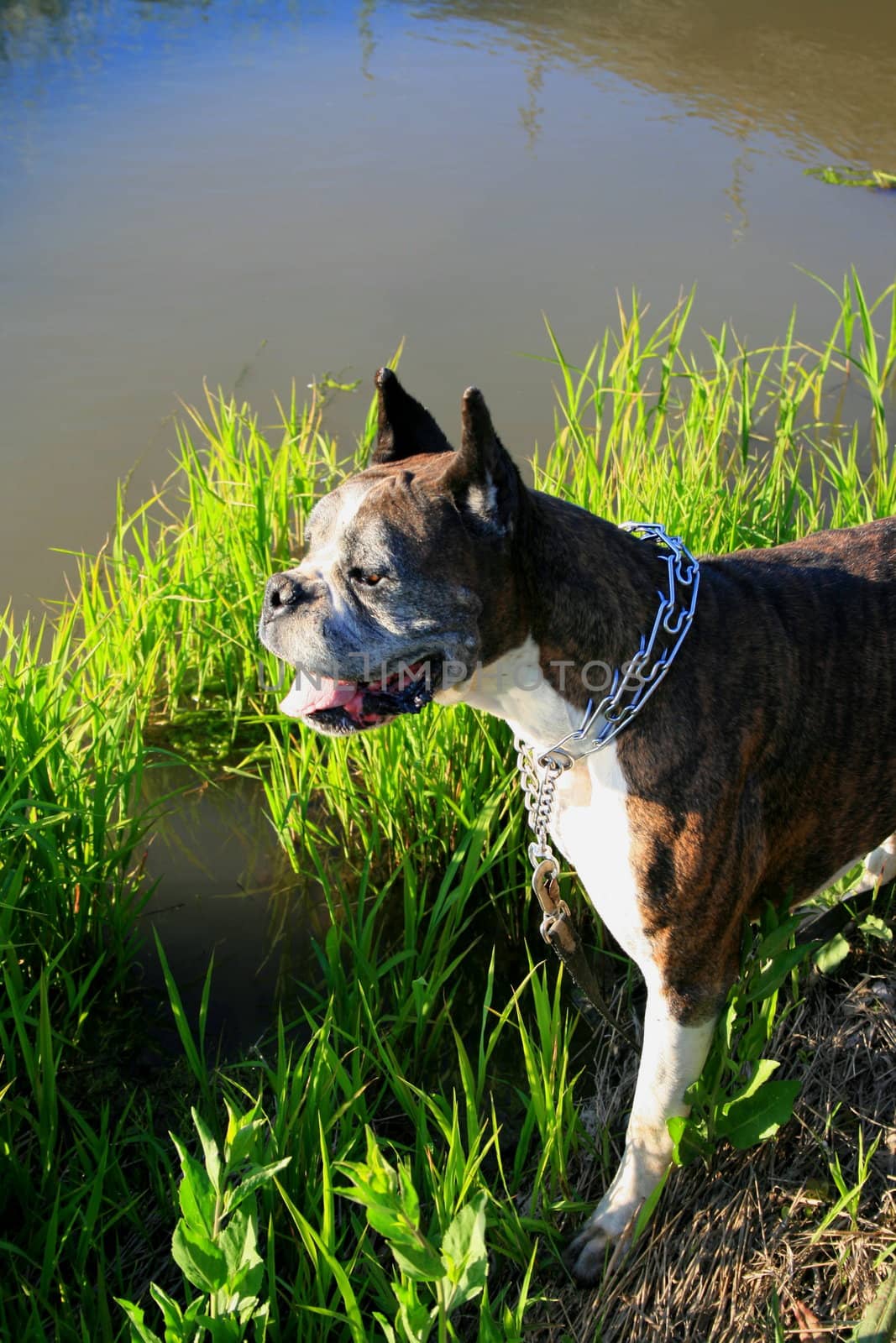 Close up of a boxer dog.
