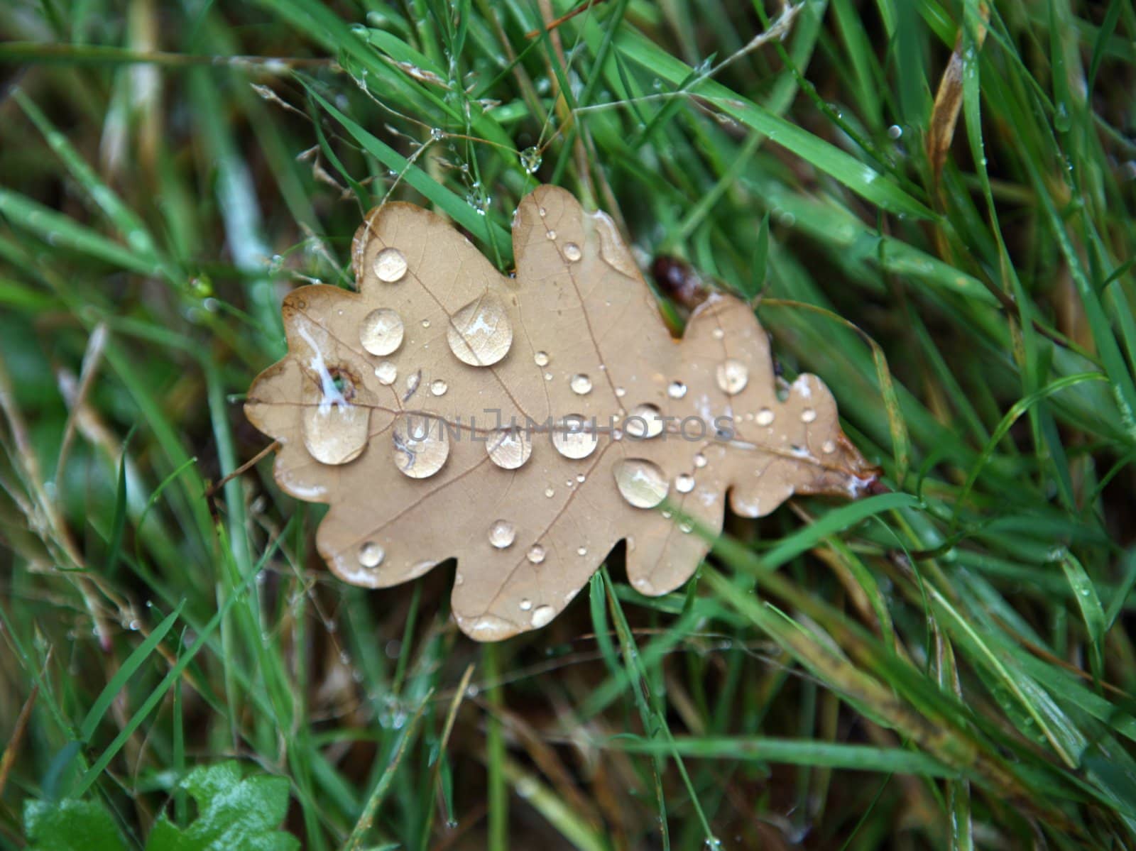 Moisture on dropped leaf lying in grass