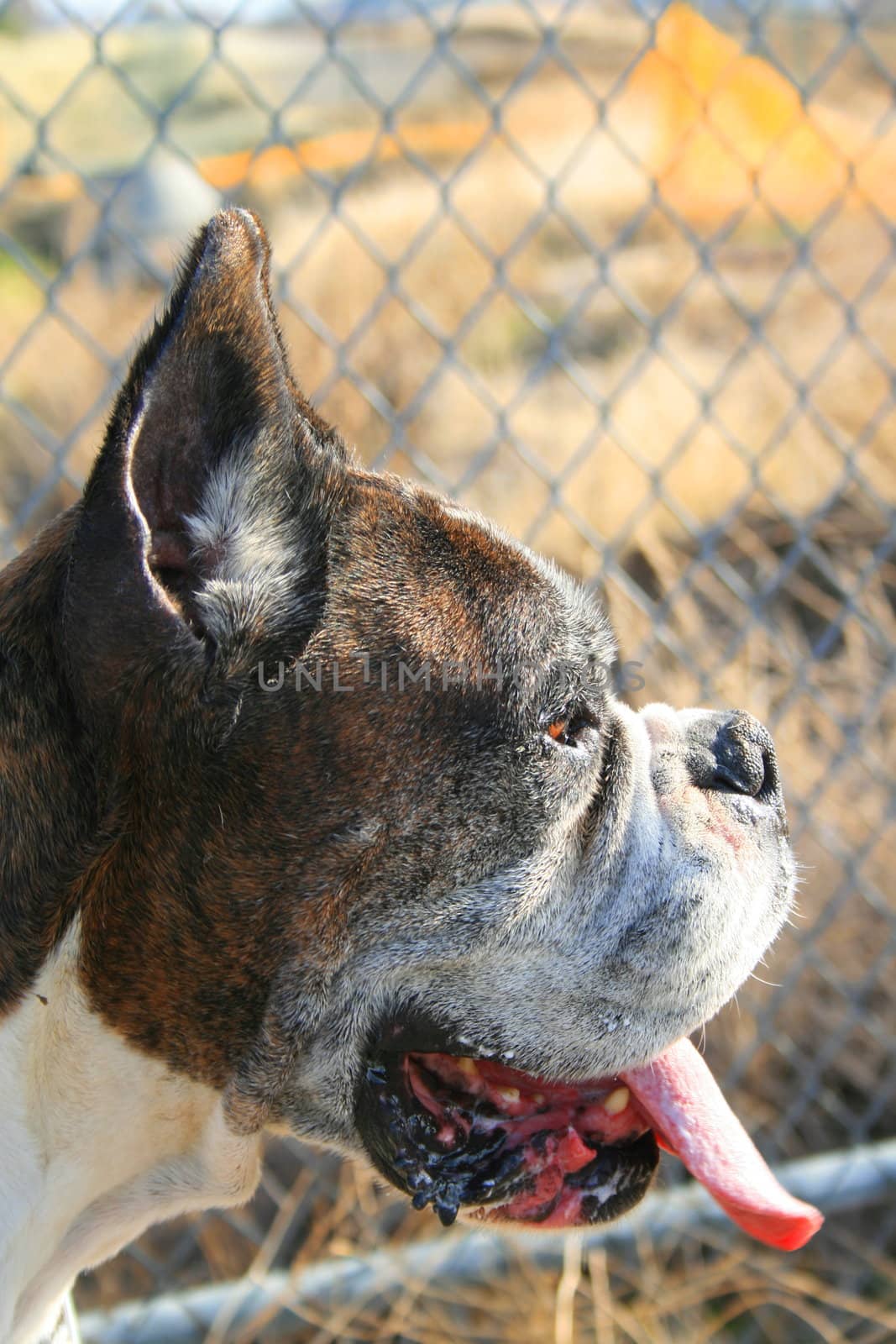 Male boxer dog outdoors in a park.
