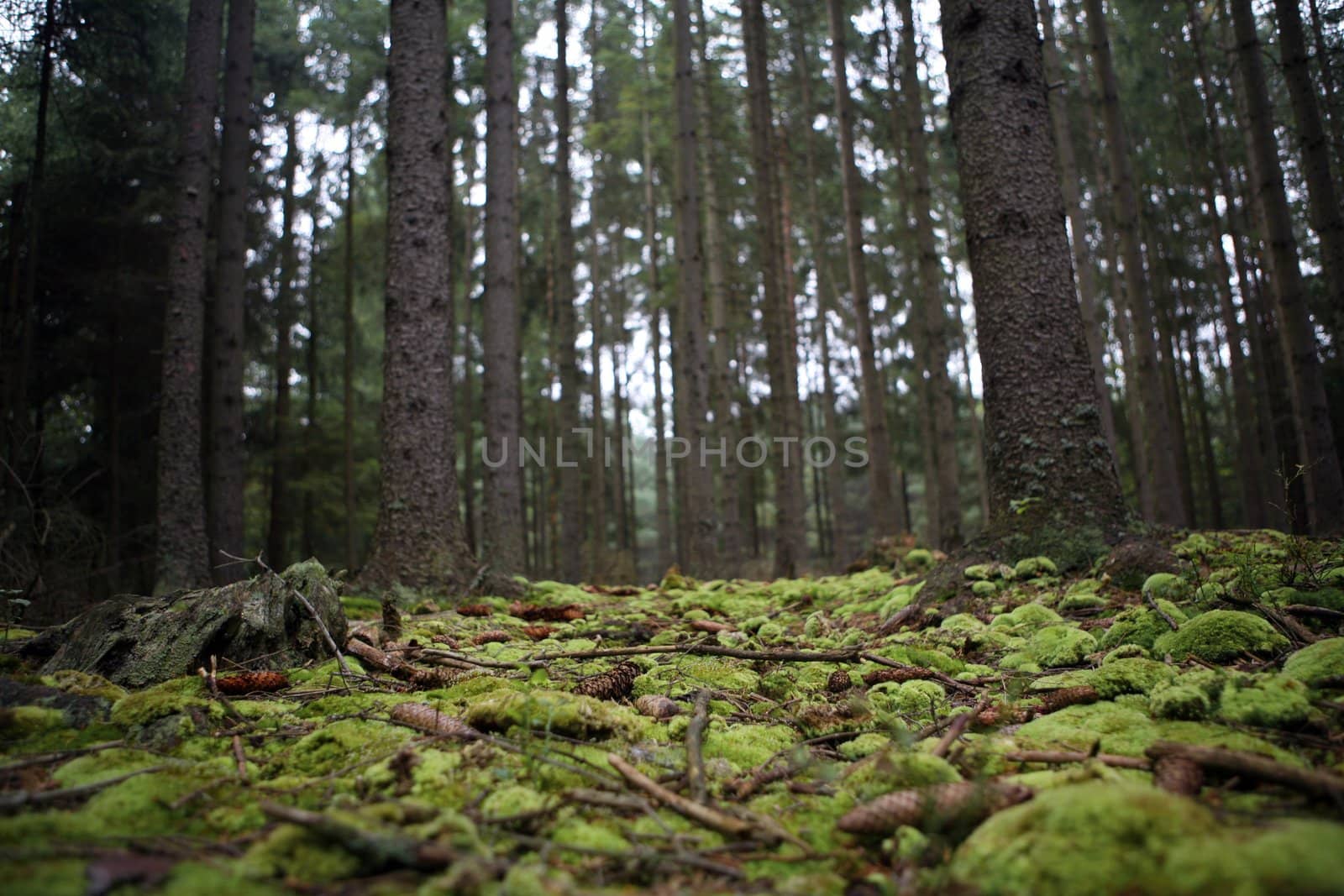 Bohemian forest in the autumn