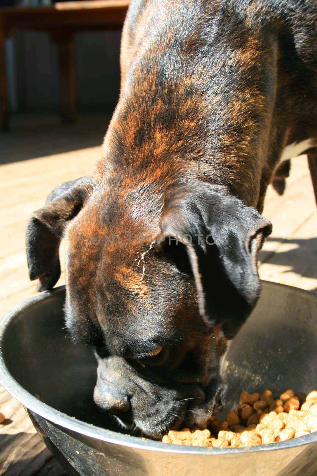 Boxer dog eating dog food from the bowl.
