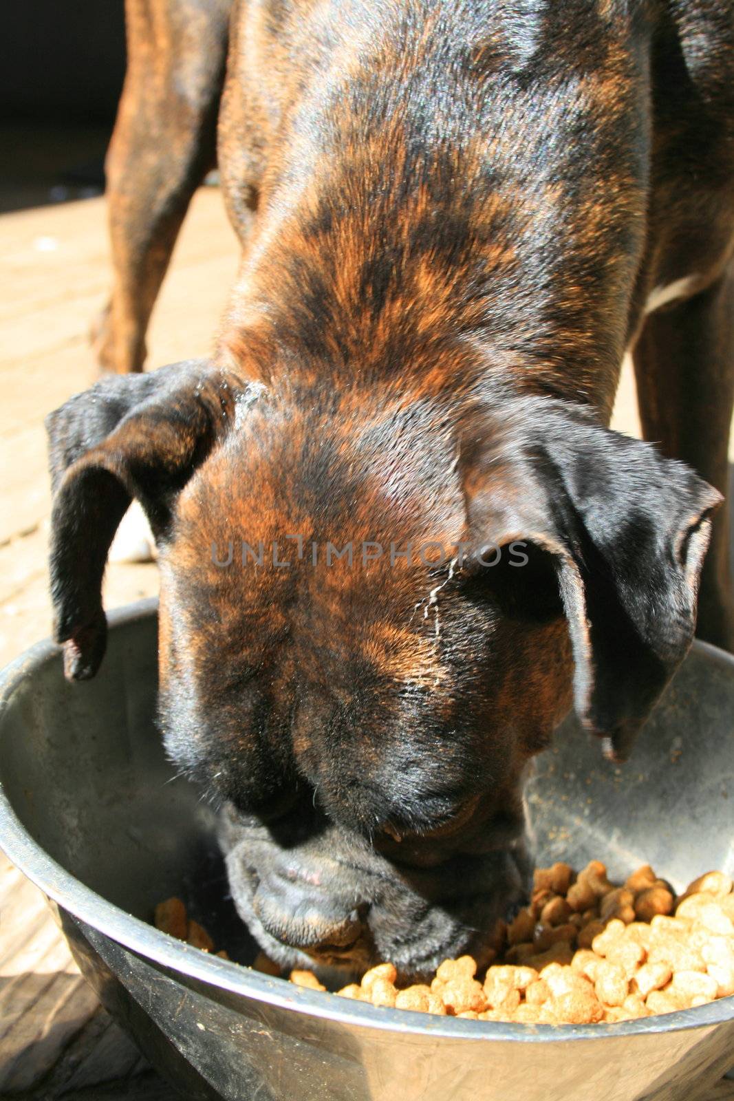 Boxer dog eating dog food from the bowl.
