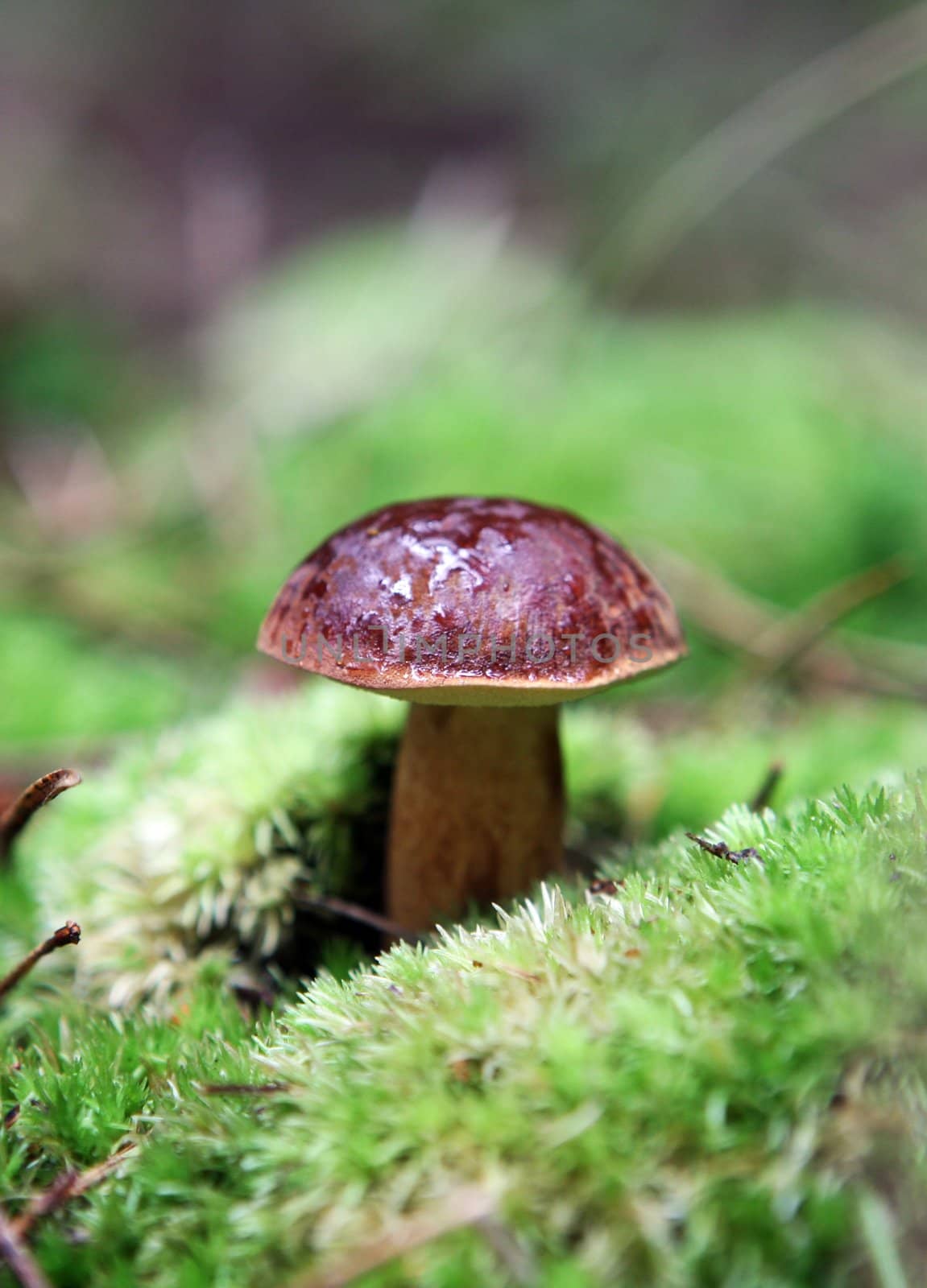 wild growing mushrooms in the forest by haak78