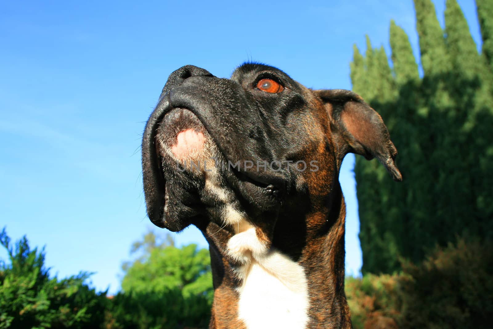 Headshot of a black boxer dog sitting in a playground.