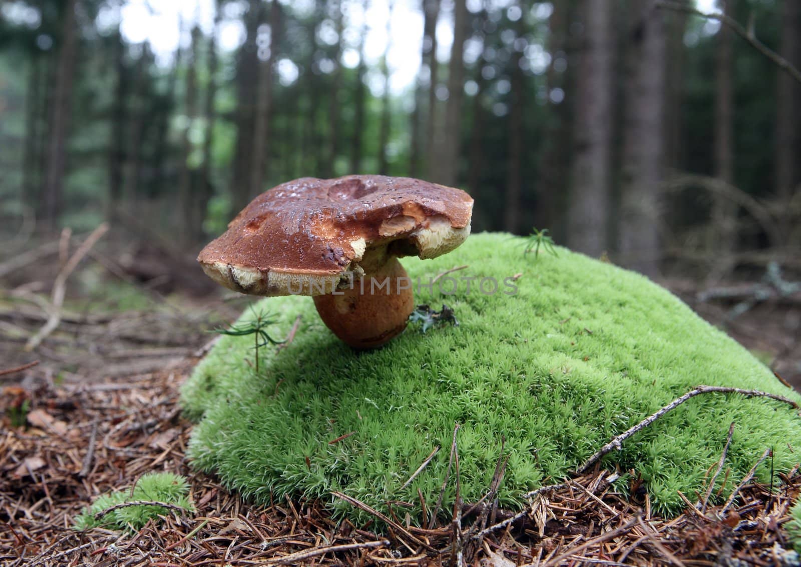 wild growing mushrooms in the forest