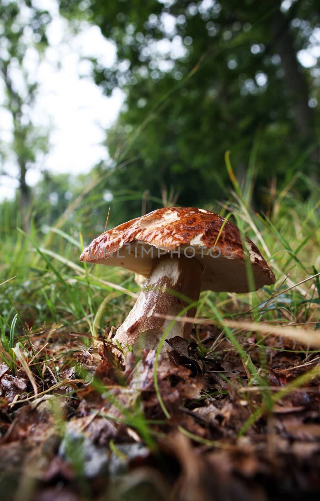 wild growing mushrooms in the grass