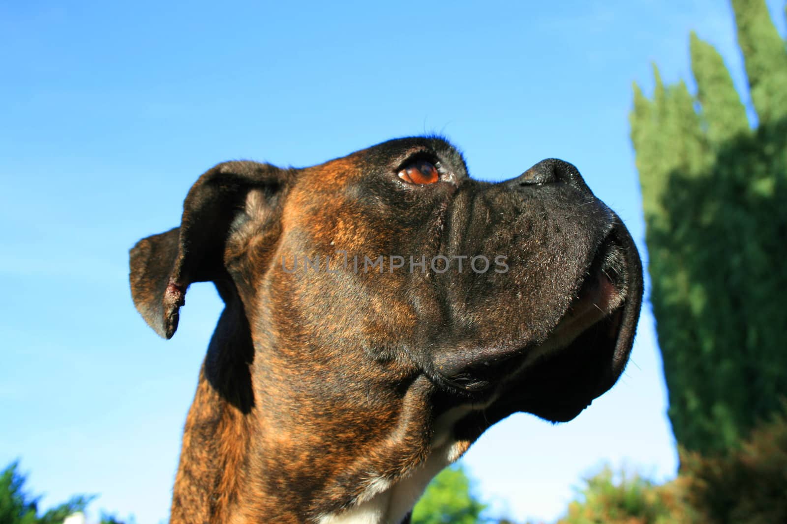 Headshot of a black boxer dog sitting in a playground.