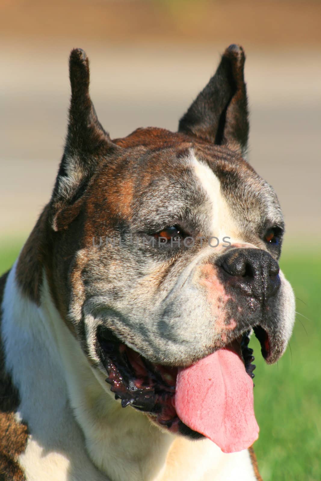 Portrait of a male boxer dog outdoors in a park.
