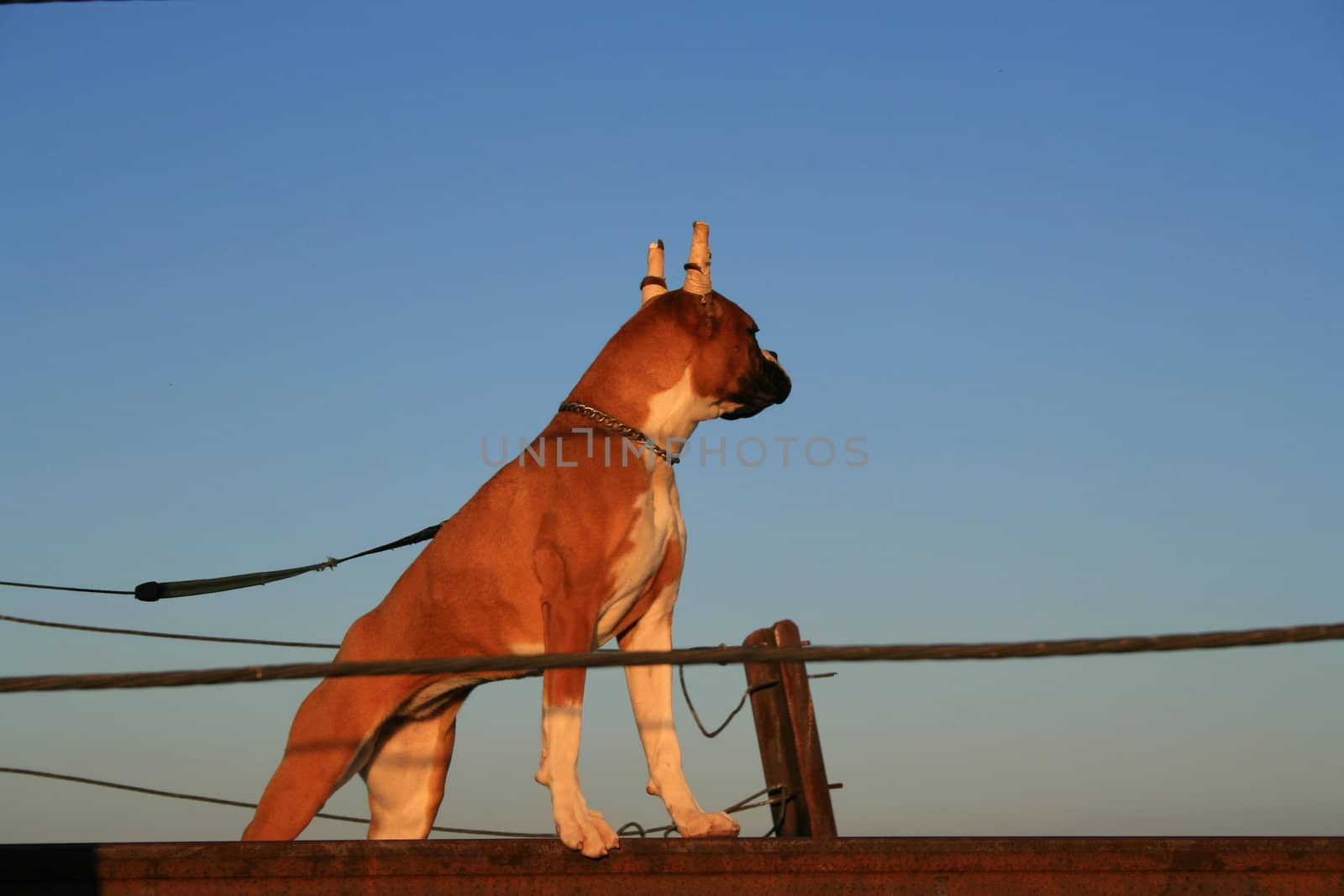 Boxer puppy with cropped ears outside in a park.
