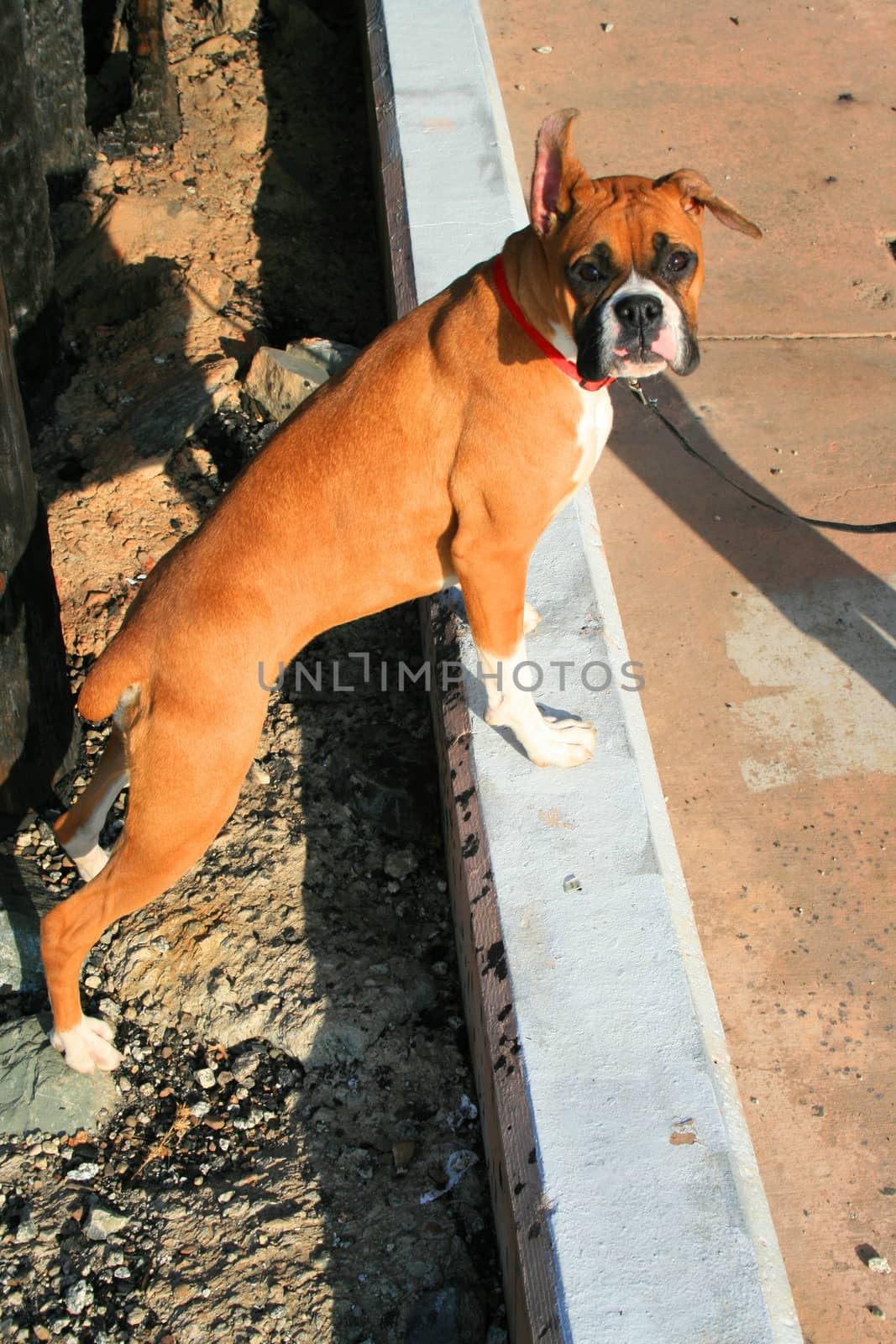 Boxer puppy dog outdoors in a park.
