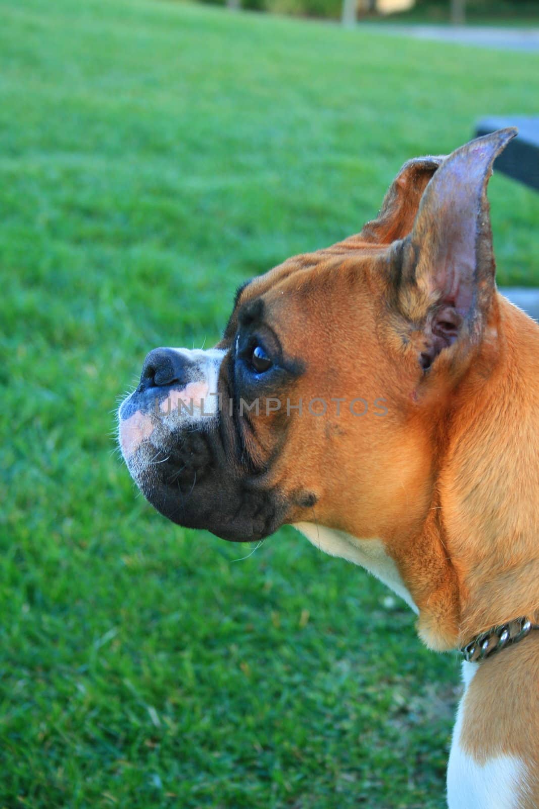 Headshot of a brown boxer puppy sitting in a playground.