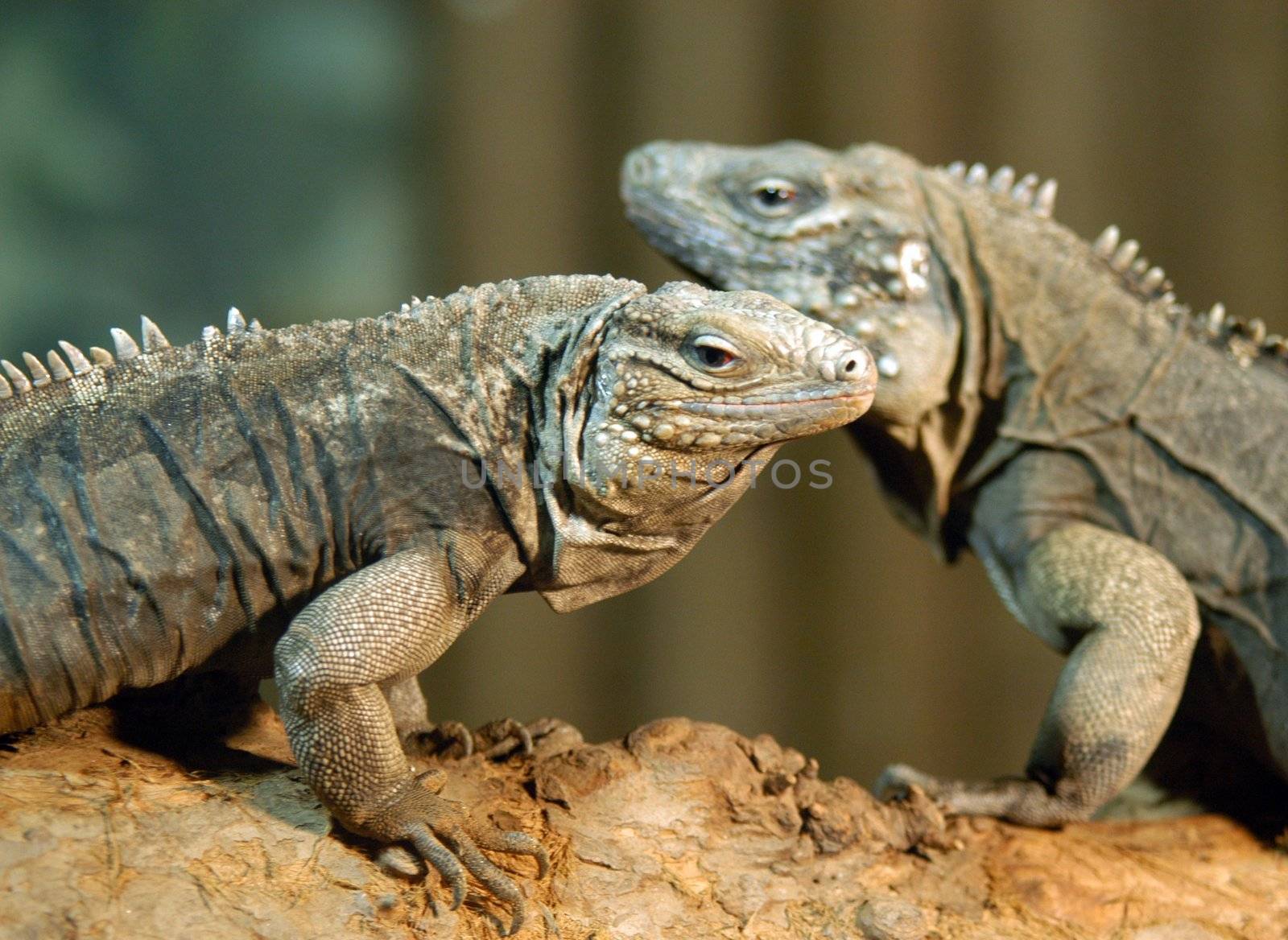 portrait of couple of  iguanas by haak78