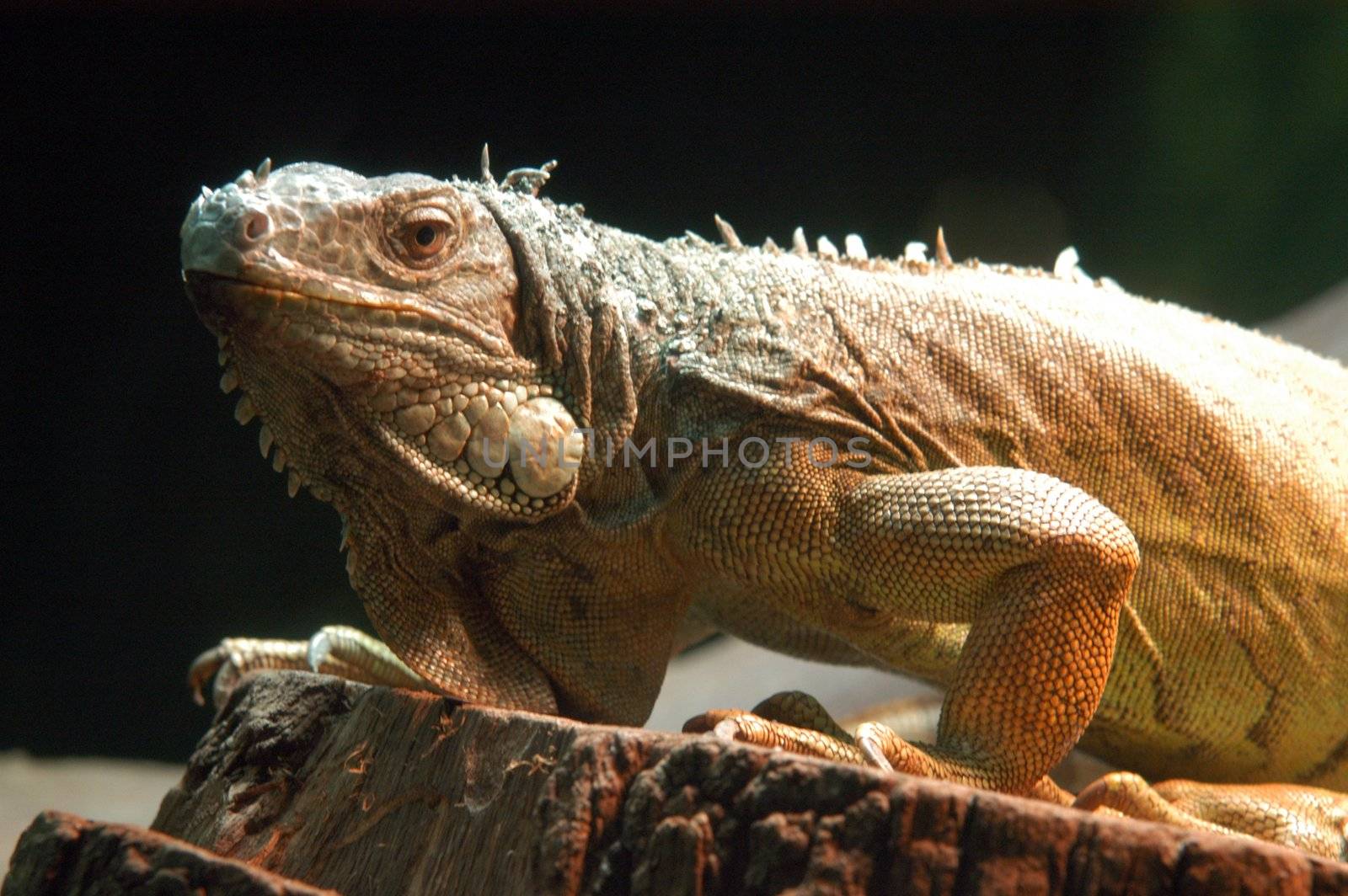 portrait of iguana by haak78