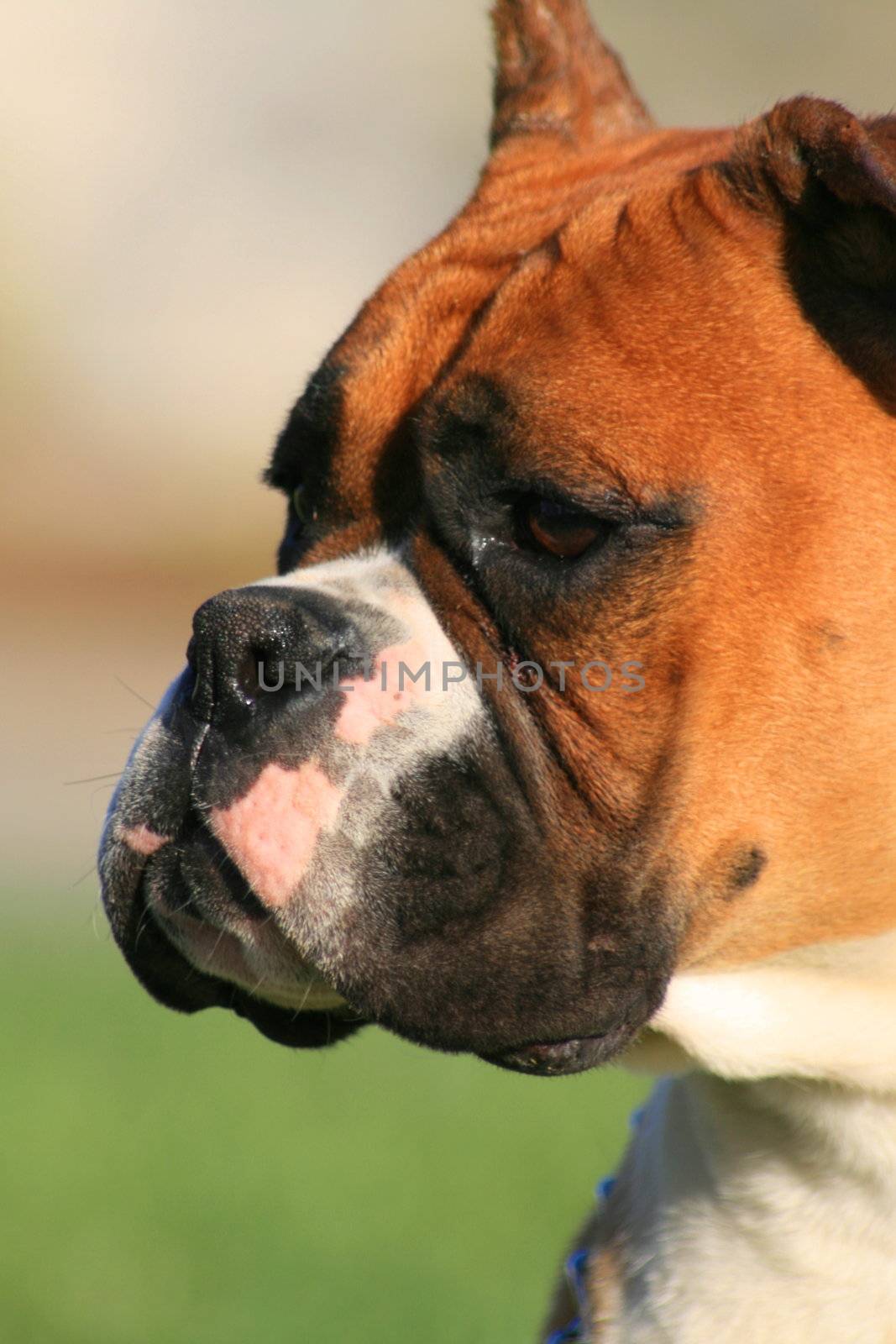 Portrait of a boxer puppy outdoors in a park.
