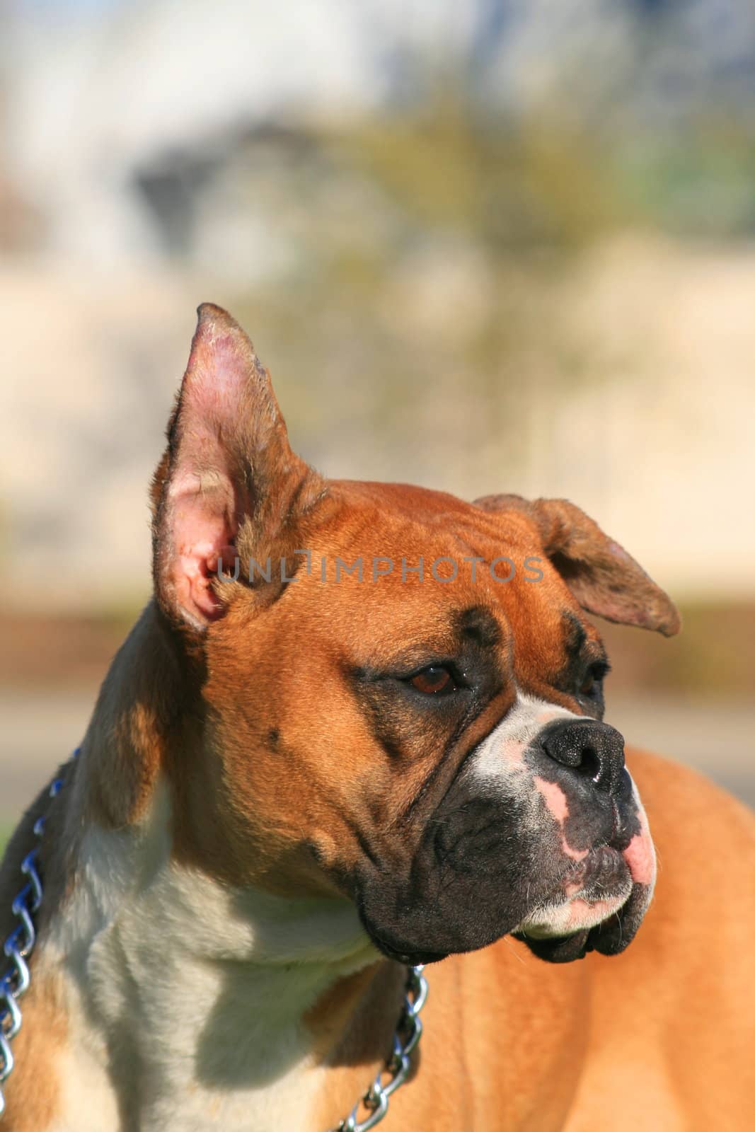 Portrait of a boxer puppy outdoors in a park.
