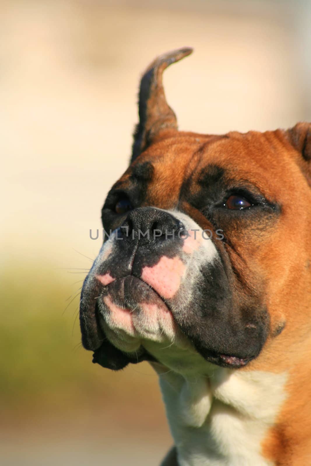 Portrait of a boxer puppy outdoors in a park.
