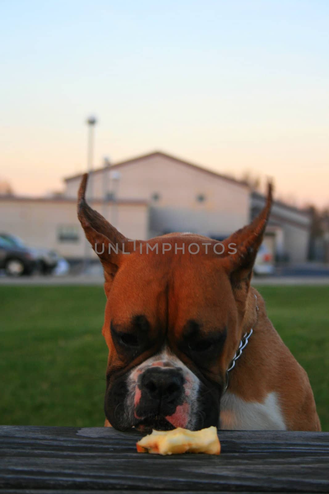 Hungry boxer puppy looking at an apple.
