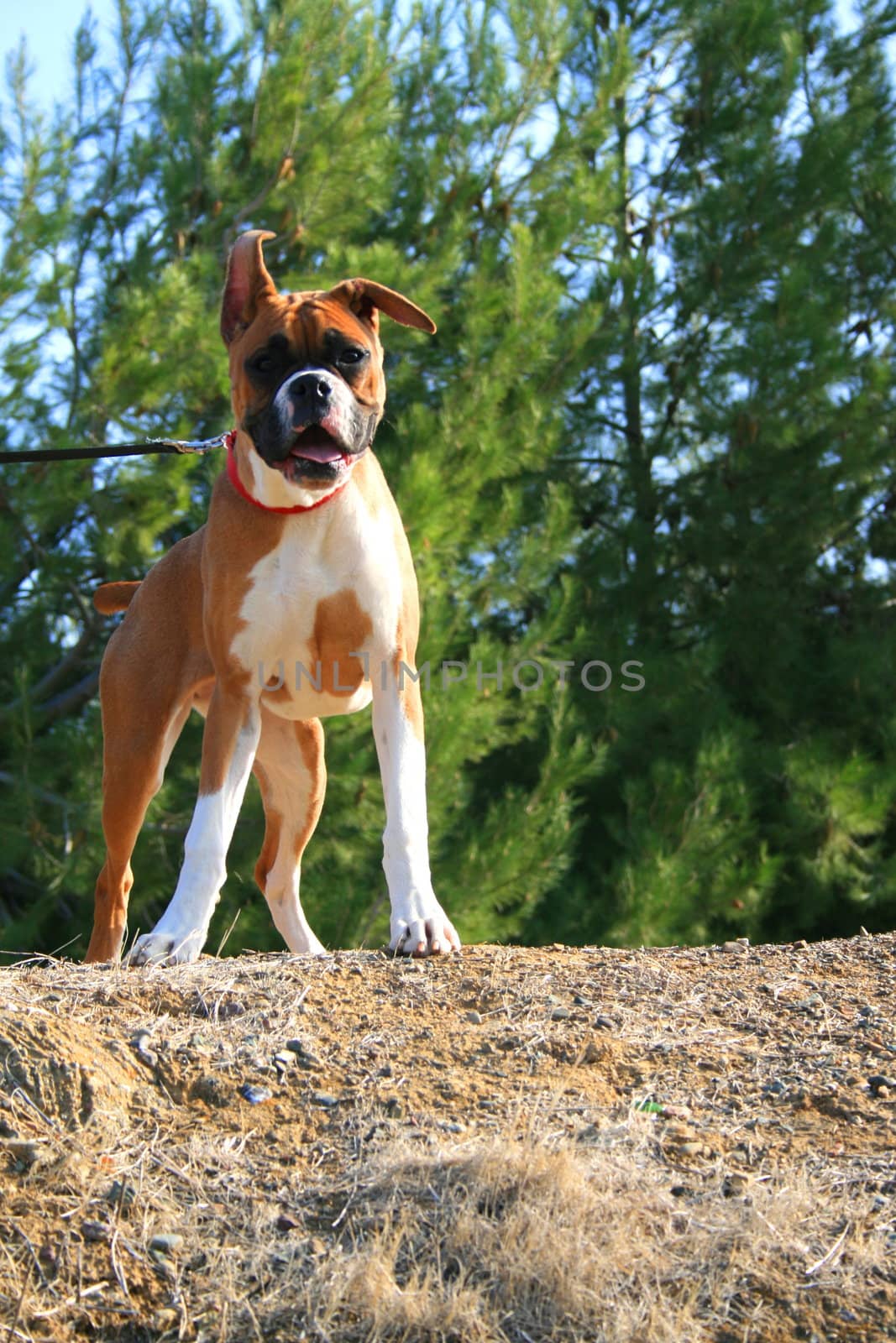 Boxer puppy dog outdoors in a park.
