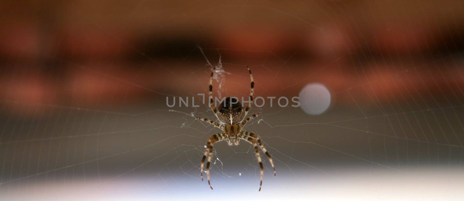 Cross spider in its web by haak78