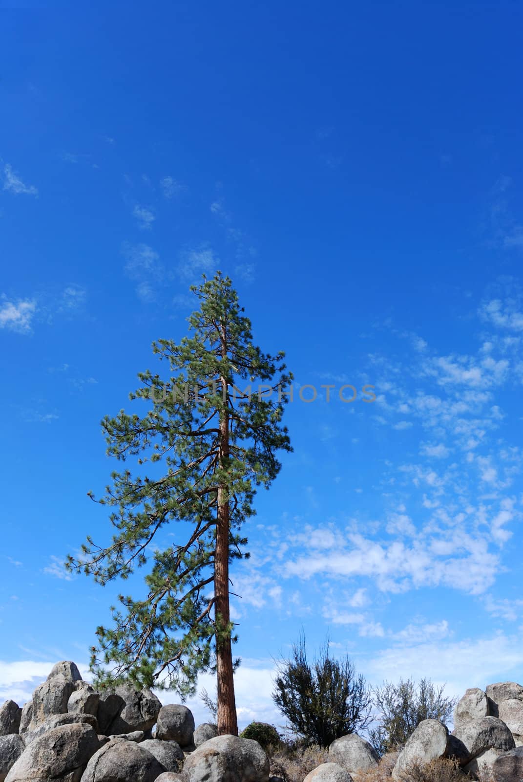 lonely pine tree on a rocky terrain shown against blue sky