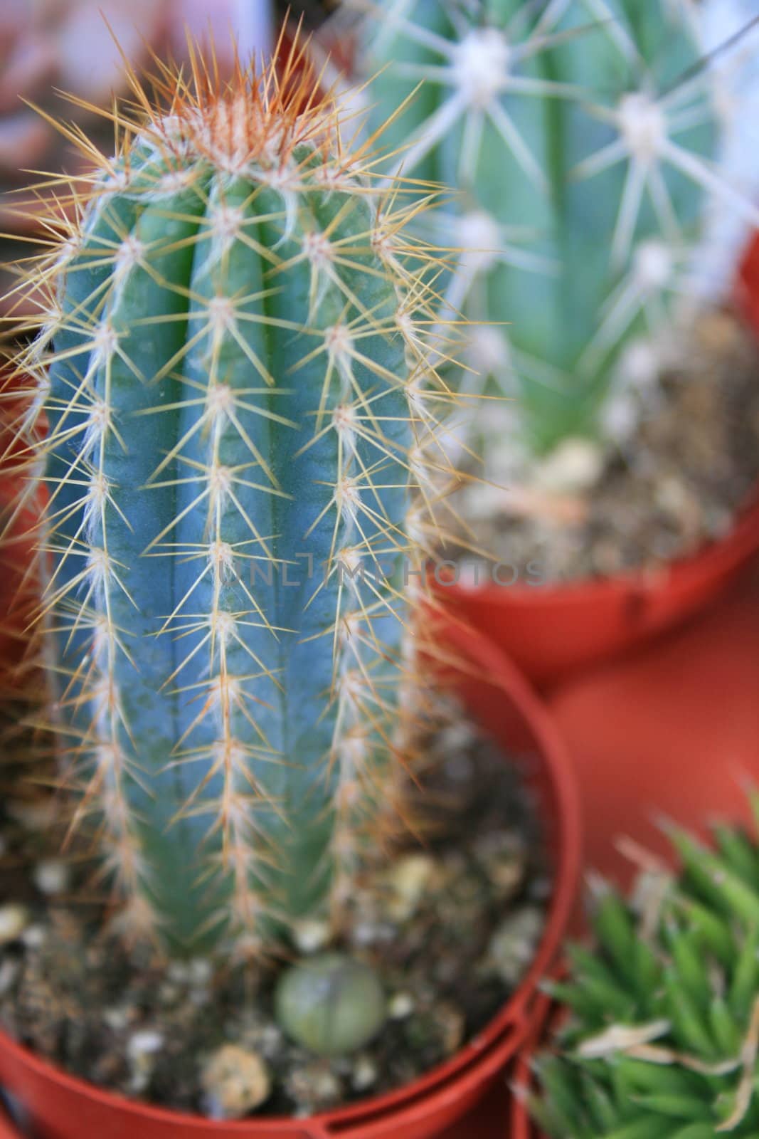 Two cactuses close up showing unique pattern.
