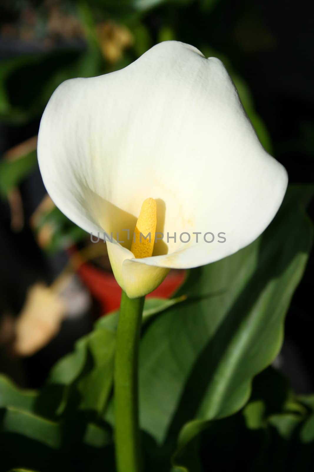 Close up of a cala lily flower.
