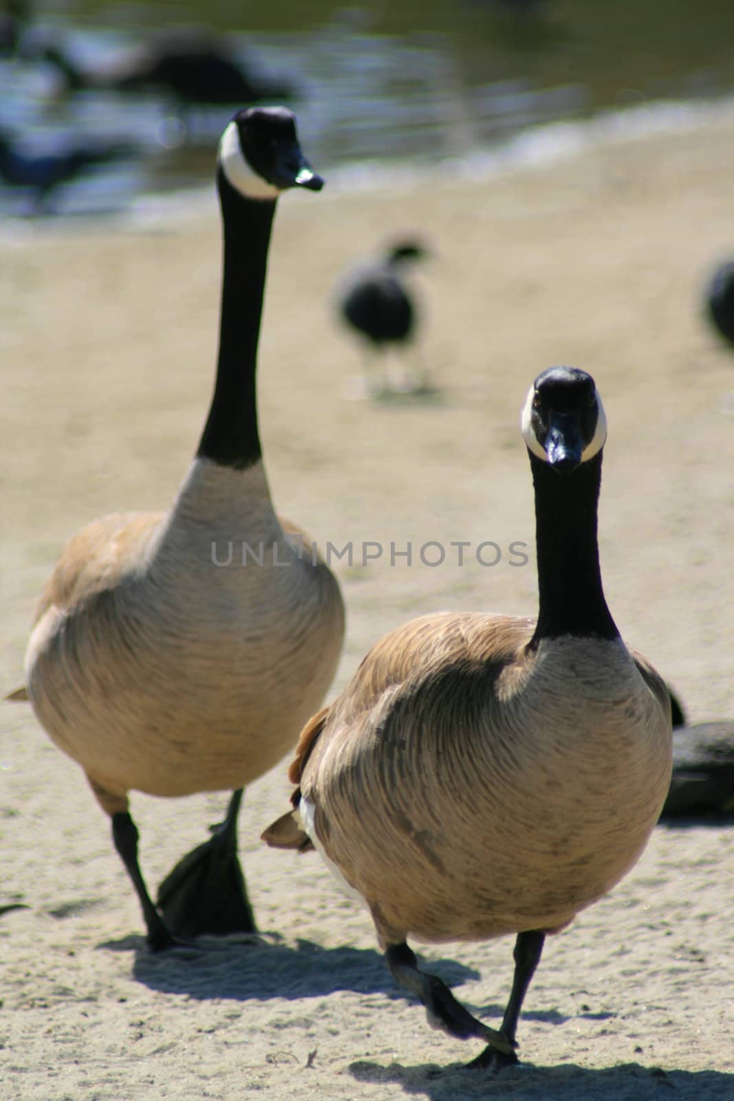 Canadian Geese Walking by MichaelFelix