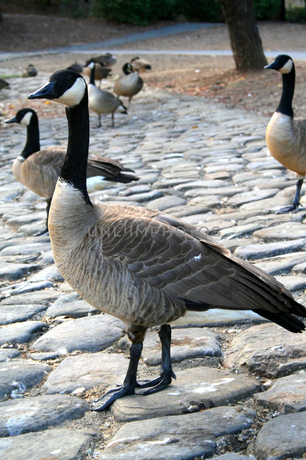 Pack of Canadian geese on a shore near the lake during the day.
