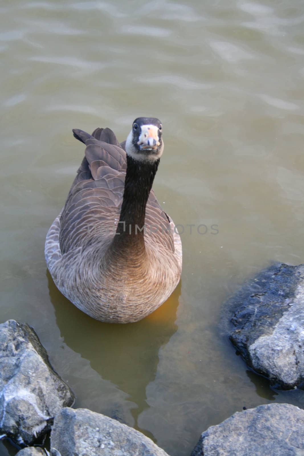 Canadian Goose Close Up by MichaelFelix