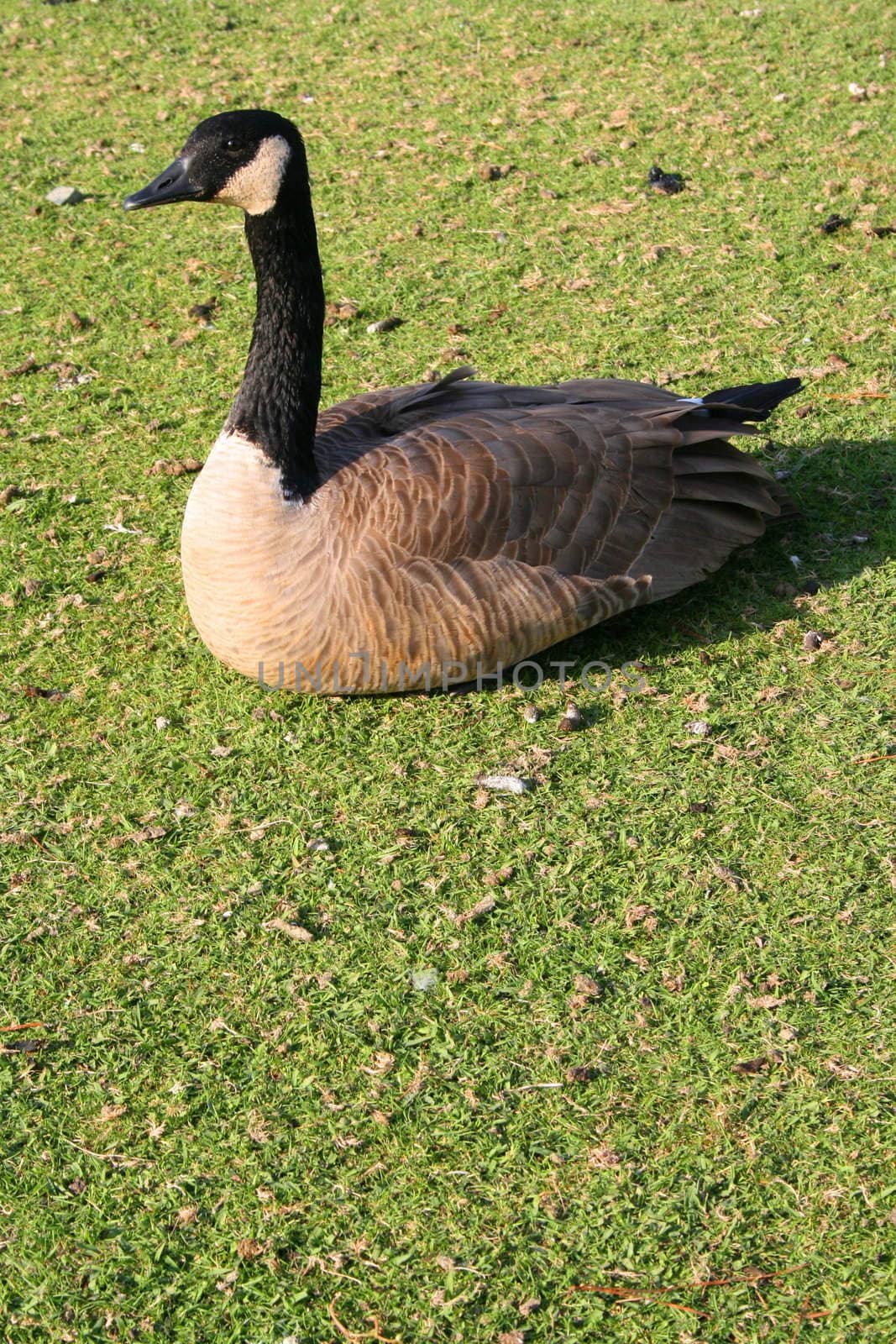 Canadian goose resting on a grass on a sunny day.
