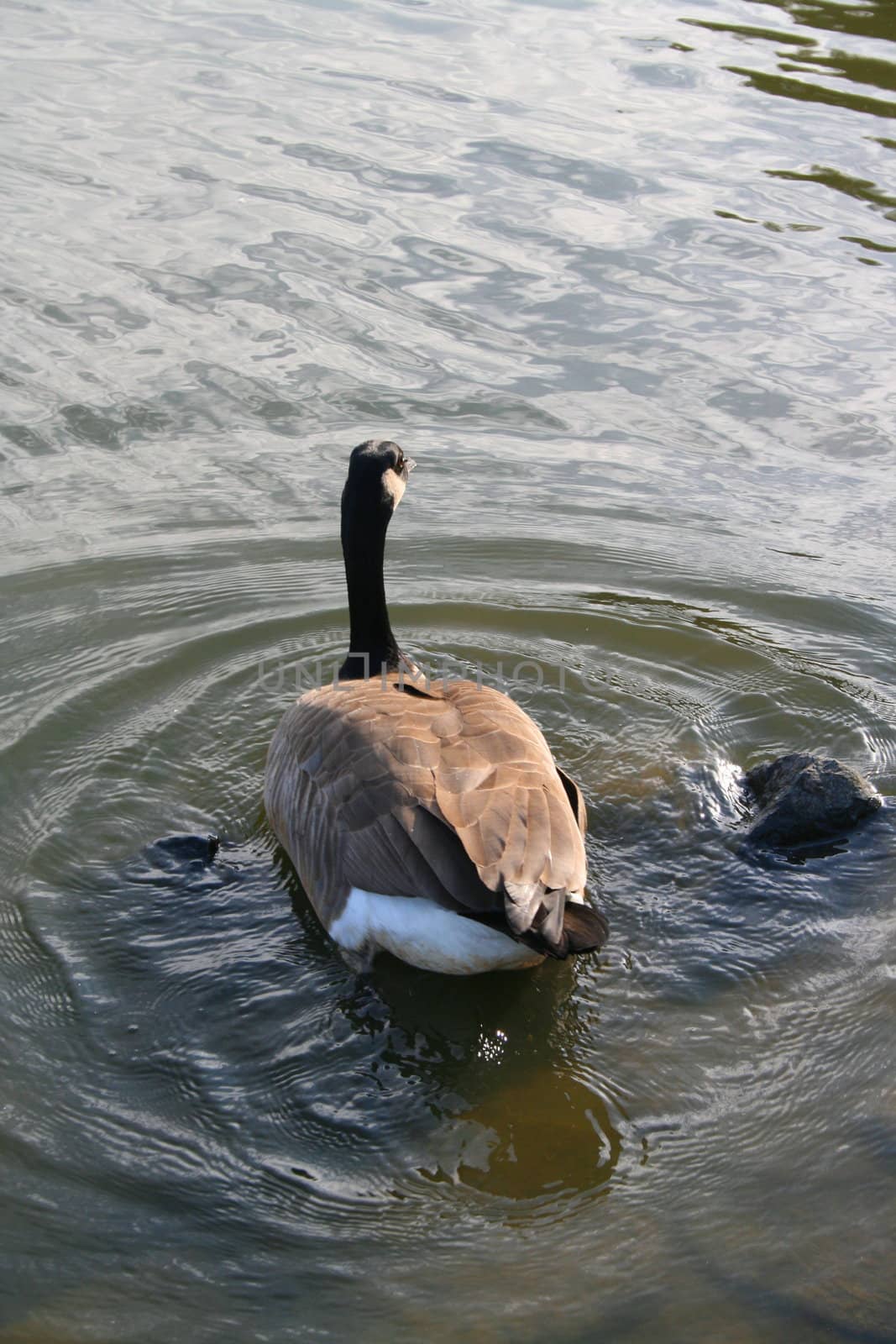 Canadian Goose Swimming Away by MichaelFelix