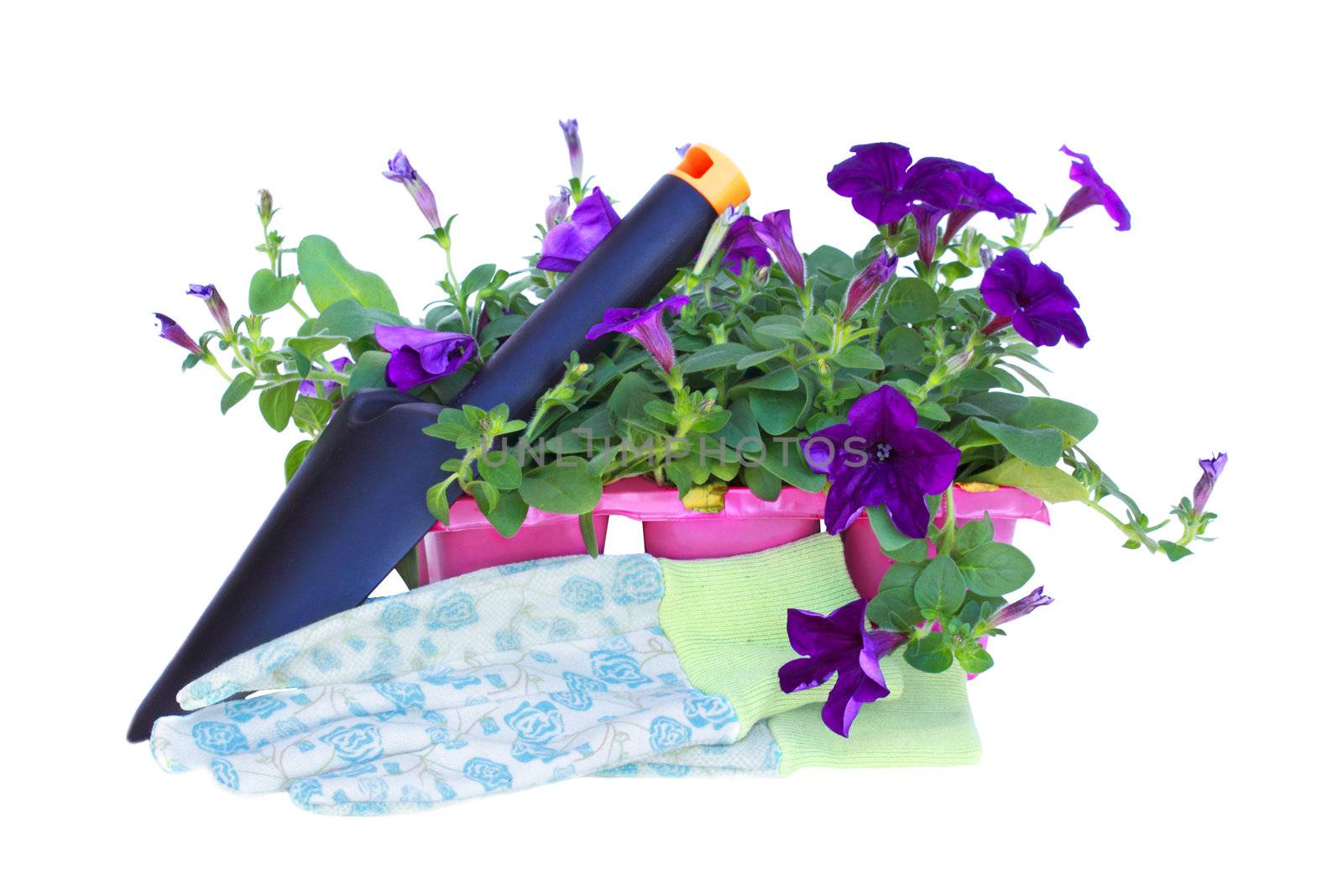 Pack of petunias with trowel and gardening gloves isolated on a white background.
