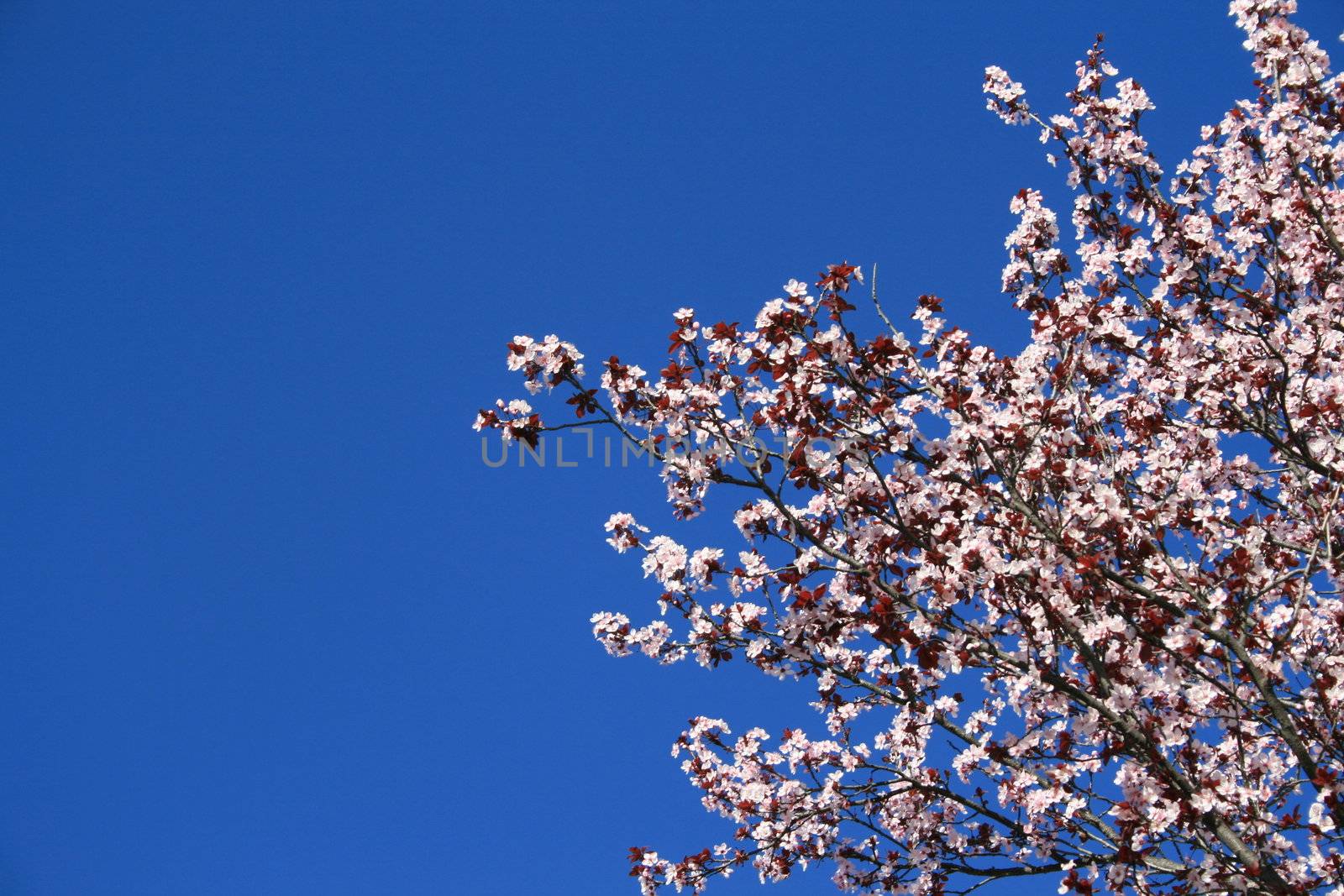 Cherry blossoms close up over clear blue sky.
