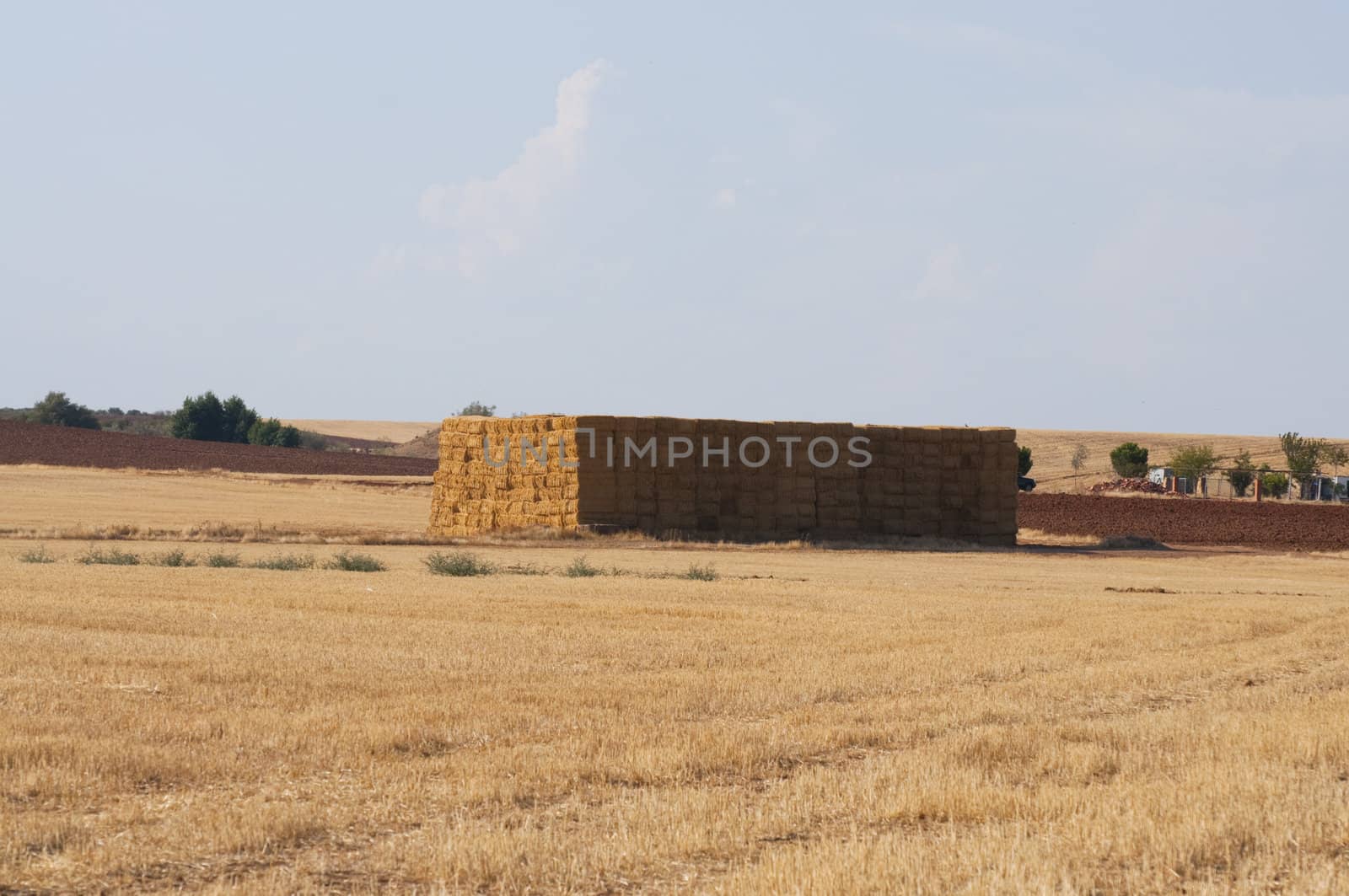 straws of hay, grain crop field by FernandoCortes