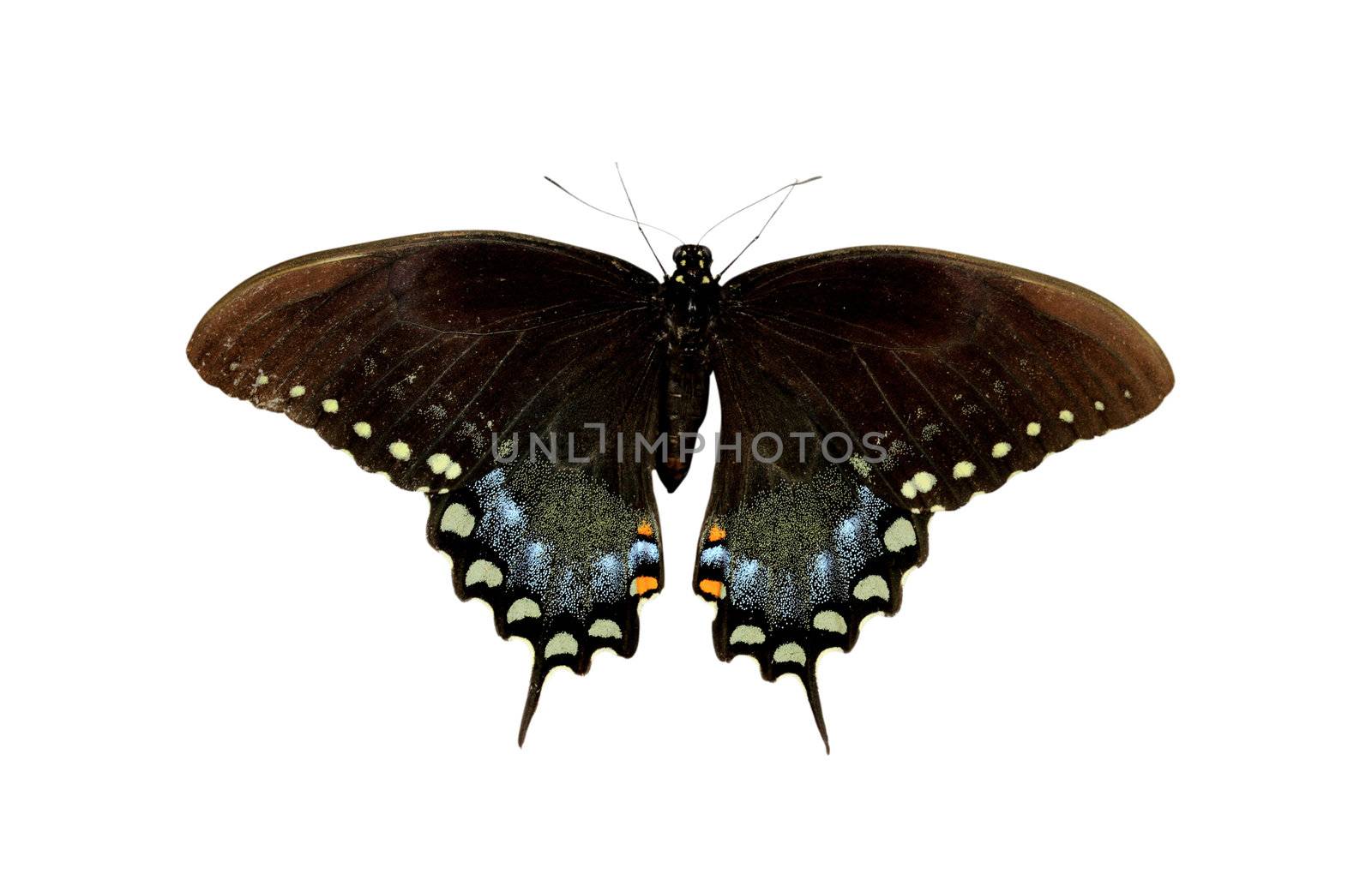 Spicebush Swallowtail butterfly isolated on white with clipping path.