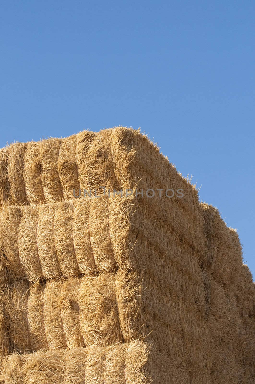 straws of hay, grain crop field picture