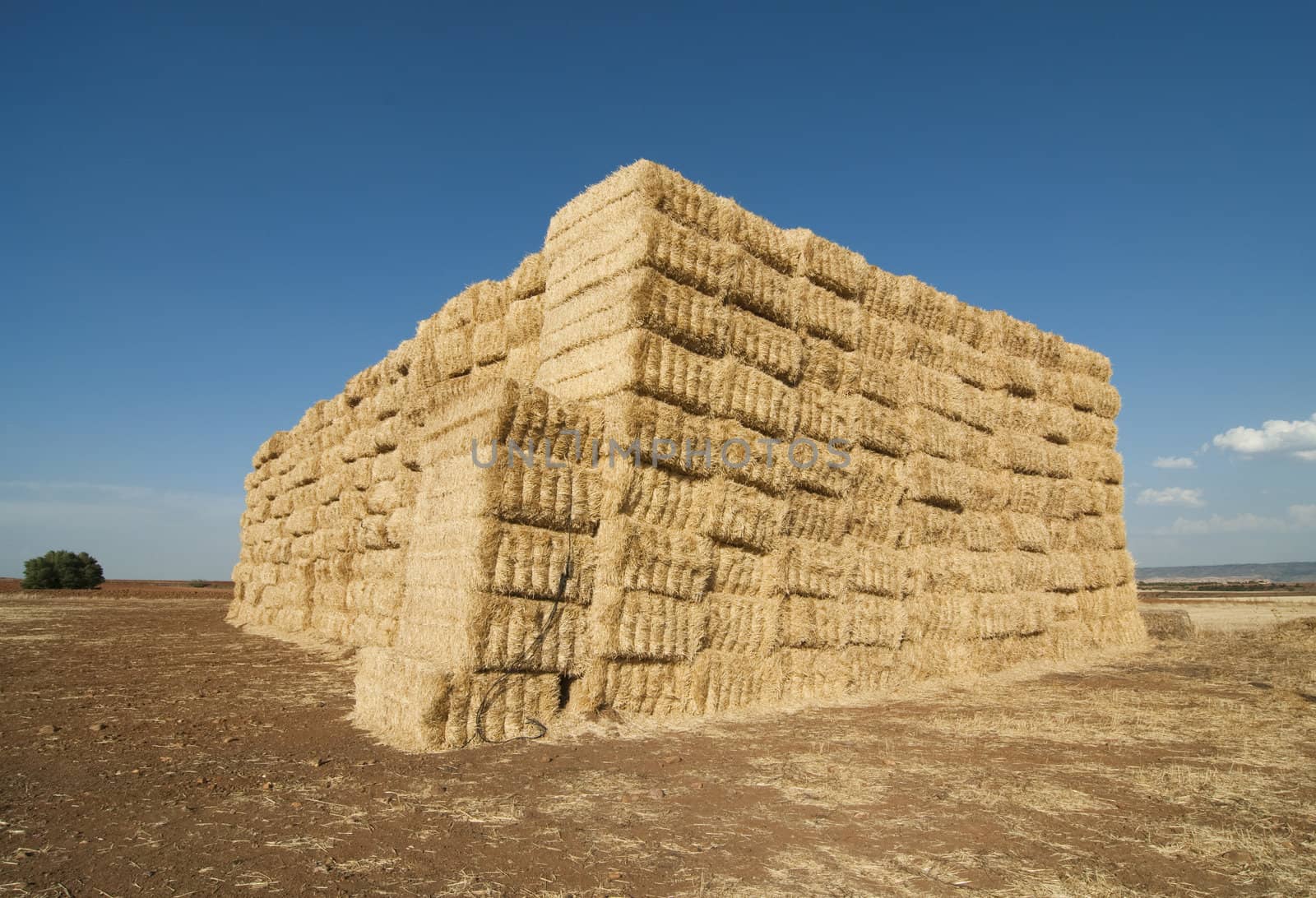 straws of hay, grain crop field by FernandoCortes